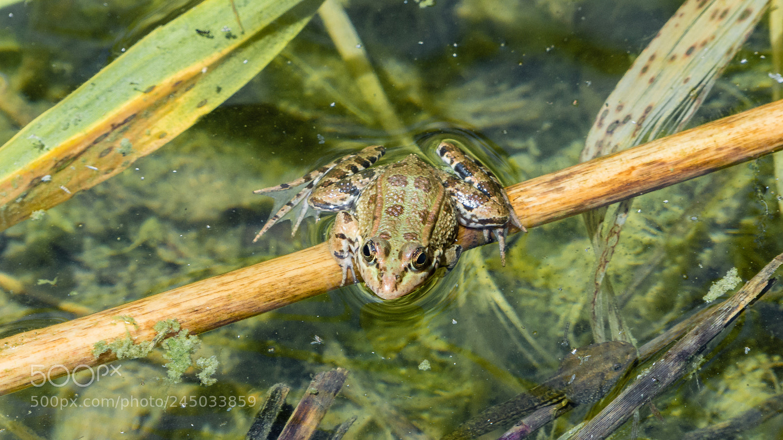 Panasonic Lumix DMC-FZ200 sample photo. Frog photography