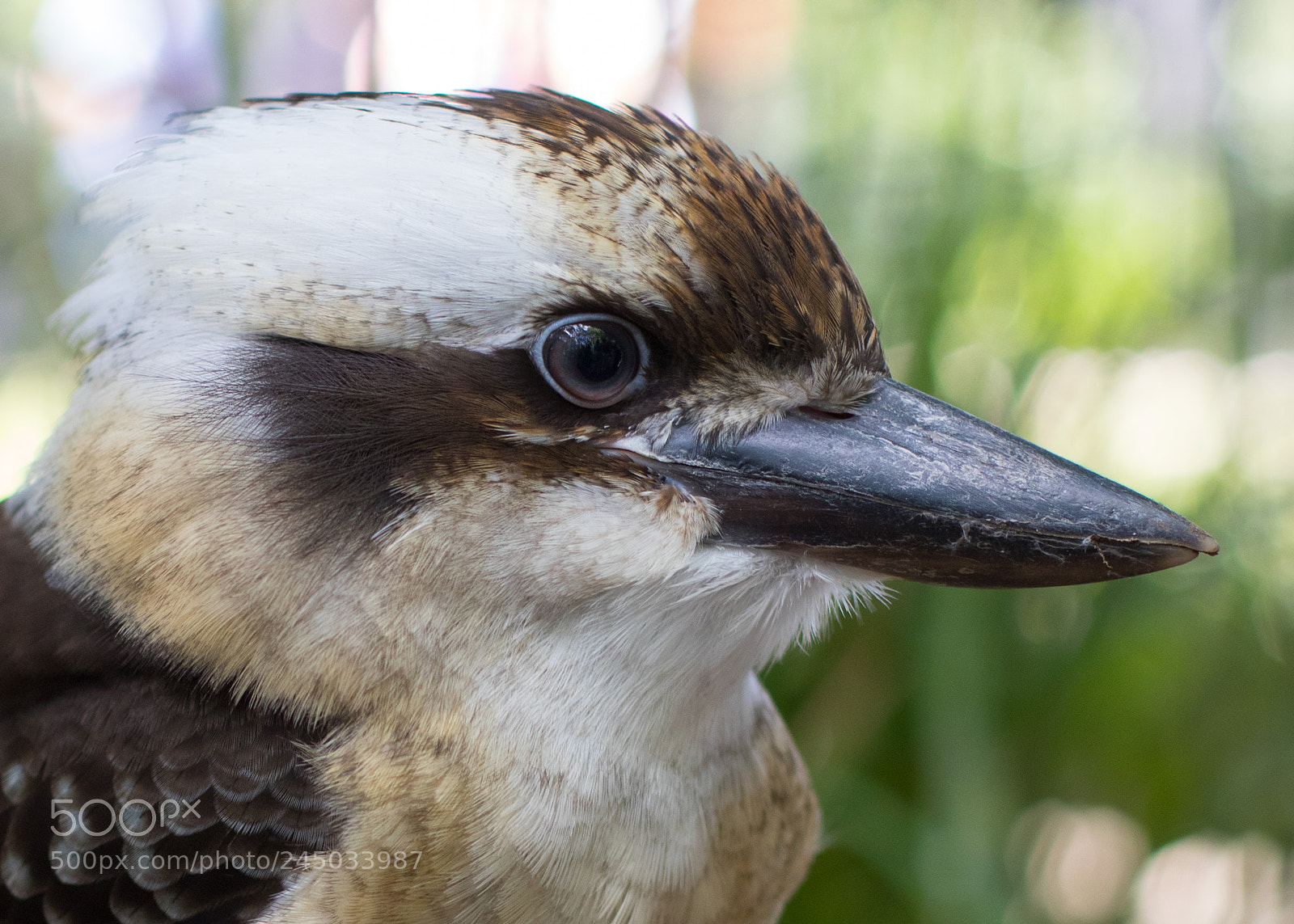 Canon EOS 7D Mark II sample photo. Laughing kookaburra photography