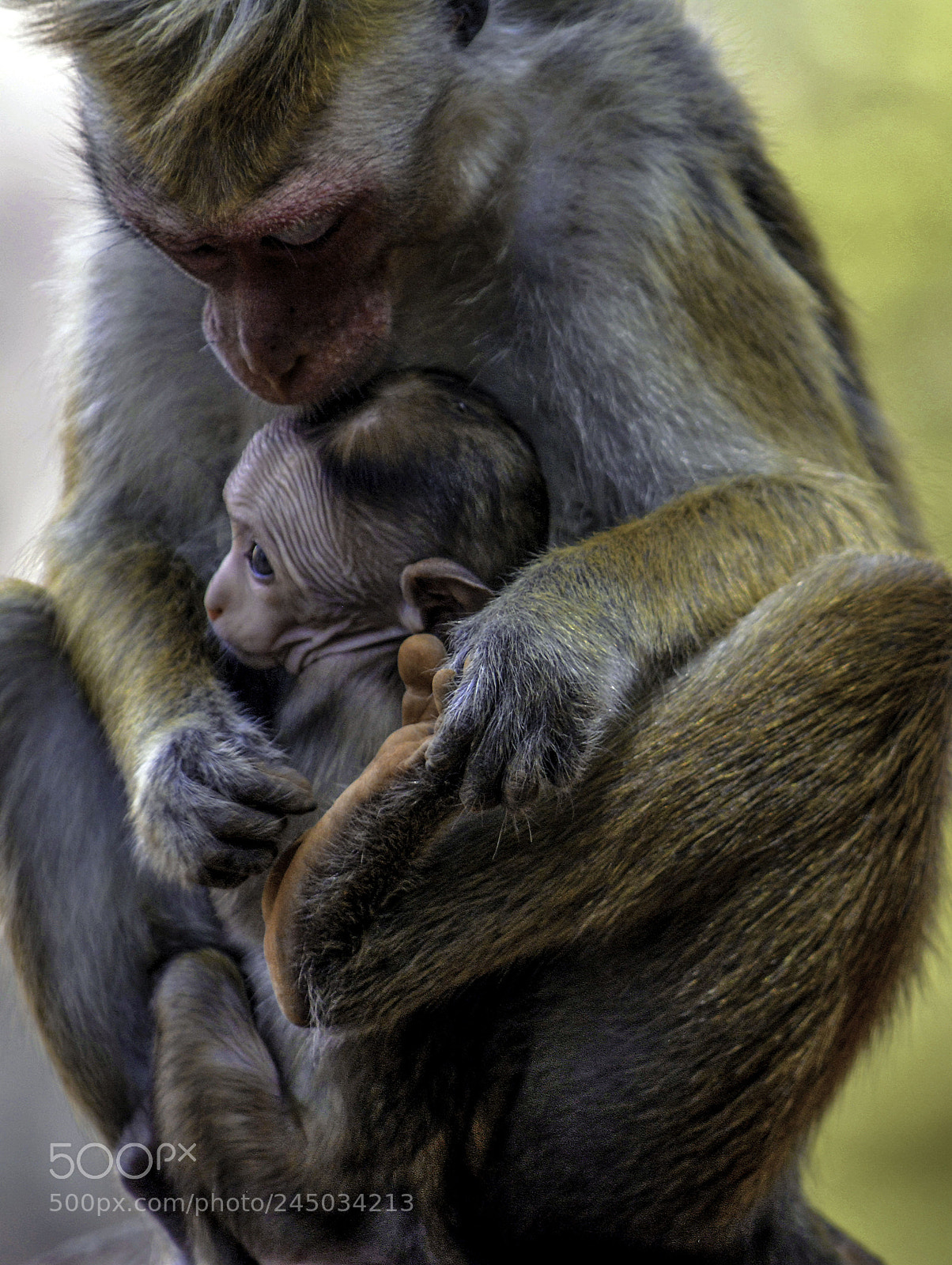 Nikon D5200 sample photo. Animal kingdom -monkey photography