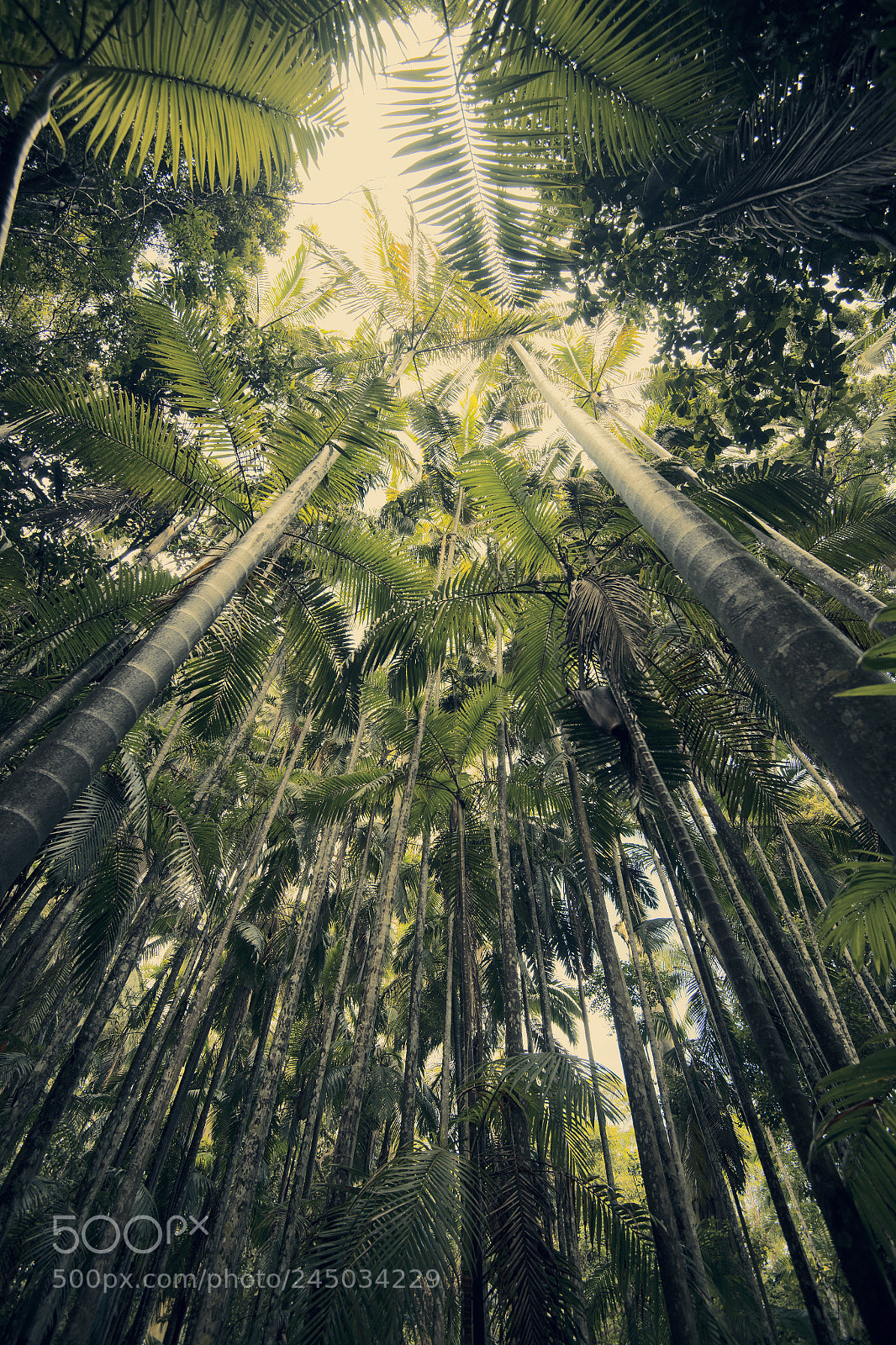 Nikon D800 sample photo. Trees in mapleton falls photography