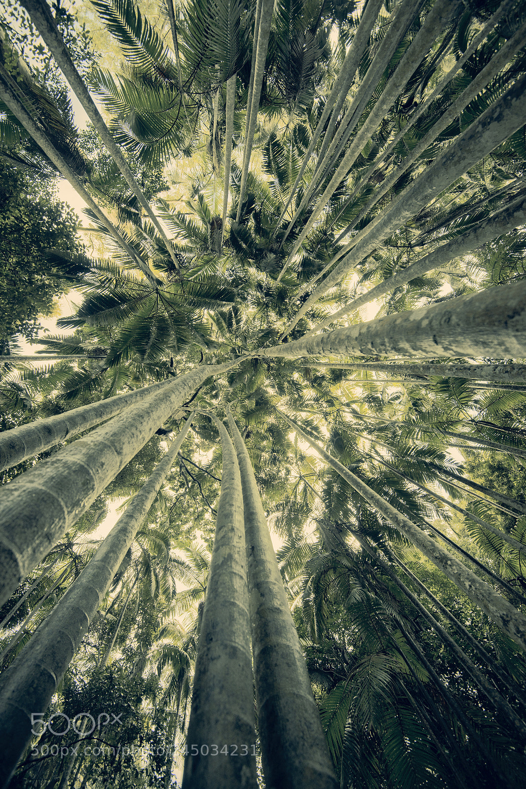 Nikon D800 sample photo. Trees in mapleton falls photography