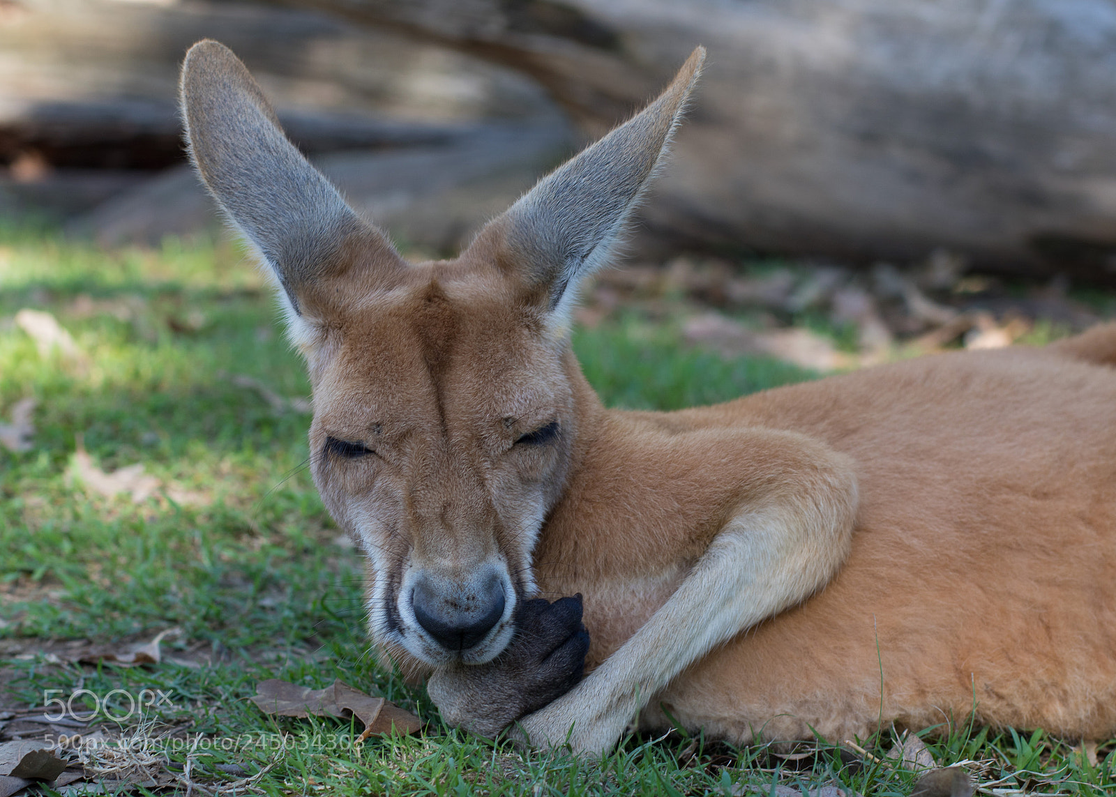 Canon EOS 7D Mark II sample photo. Kangaroo photography