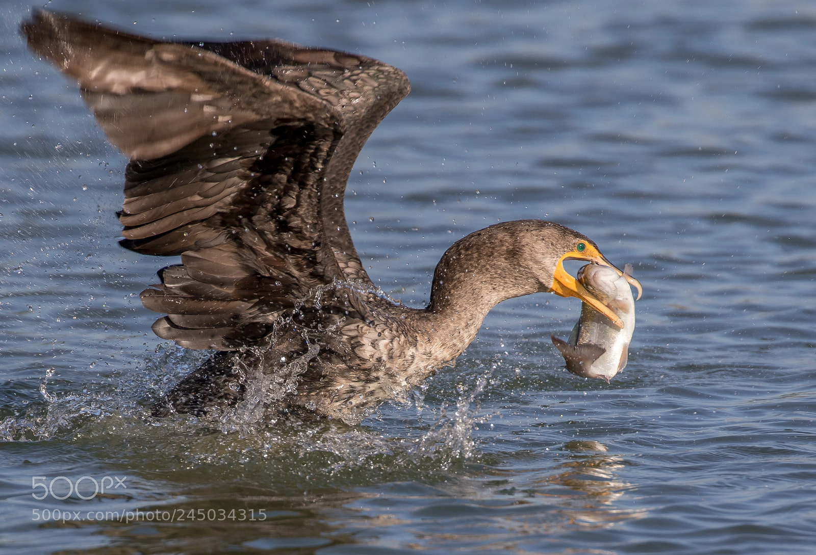 Canon EOS 7D Mark II sample photo. Cormorant with fish photography