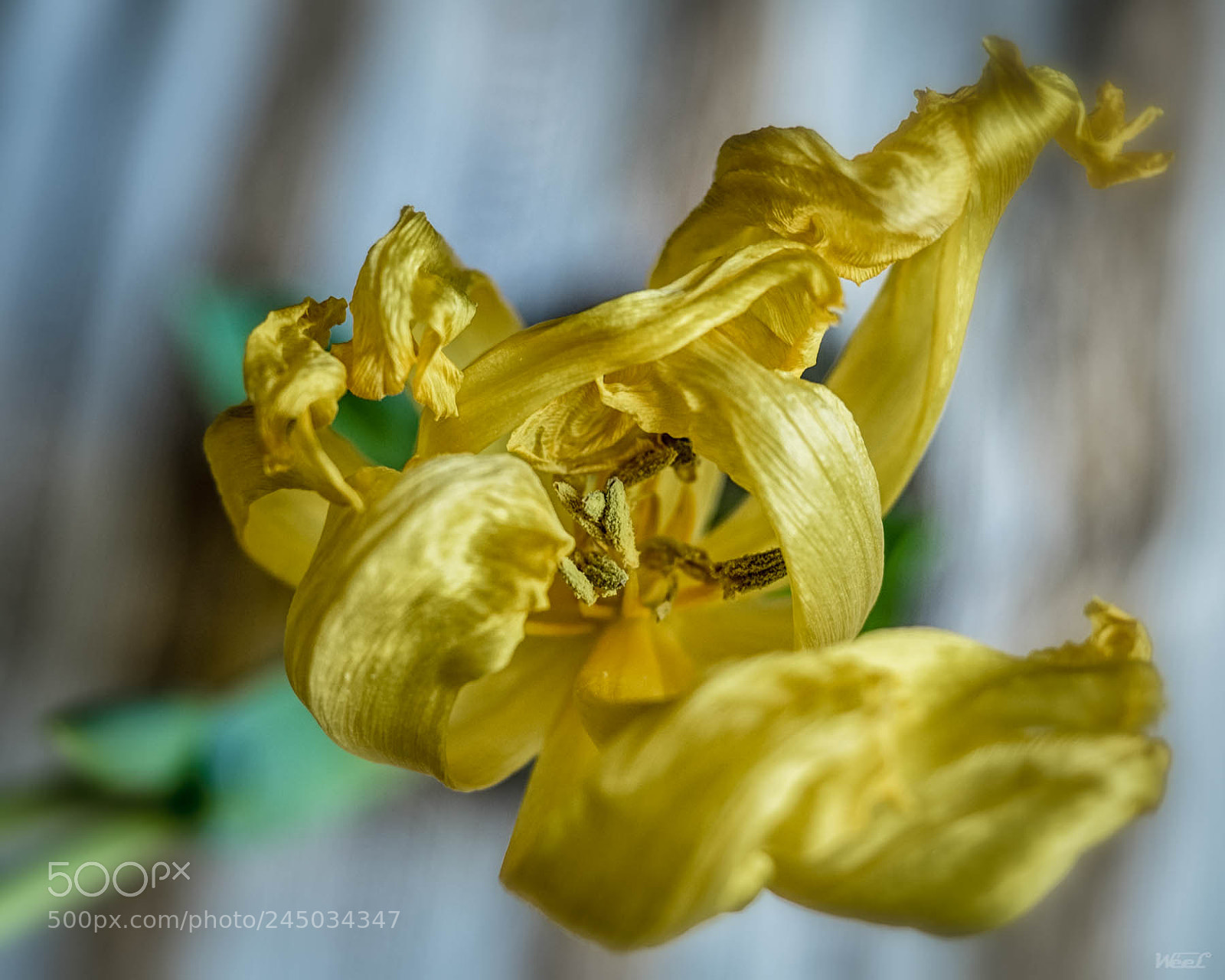 Olympus OM-D E-M5 II sample photo. Imperfect tulip photography