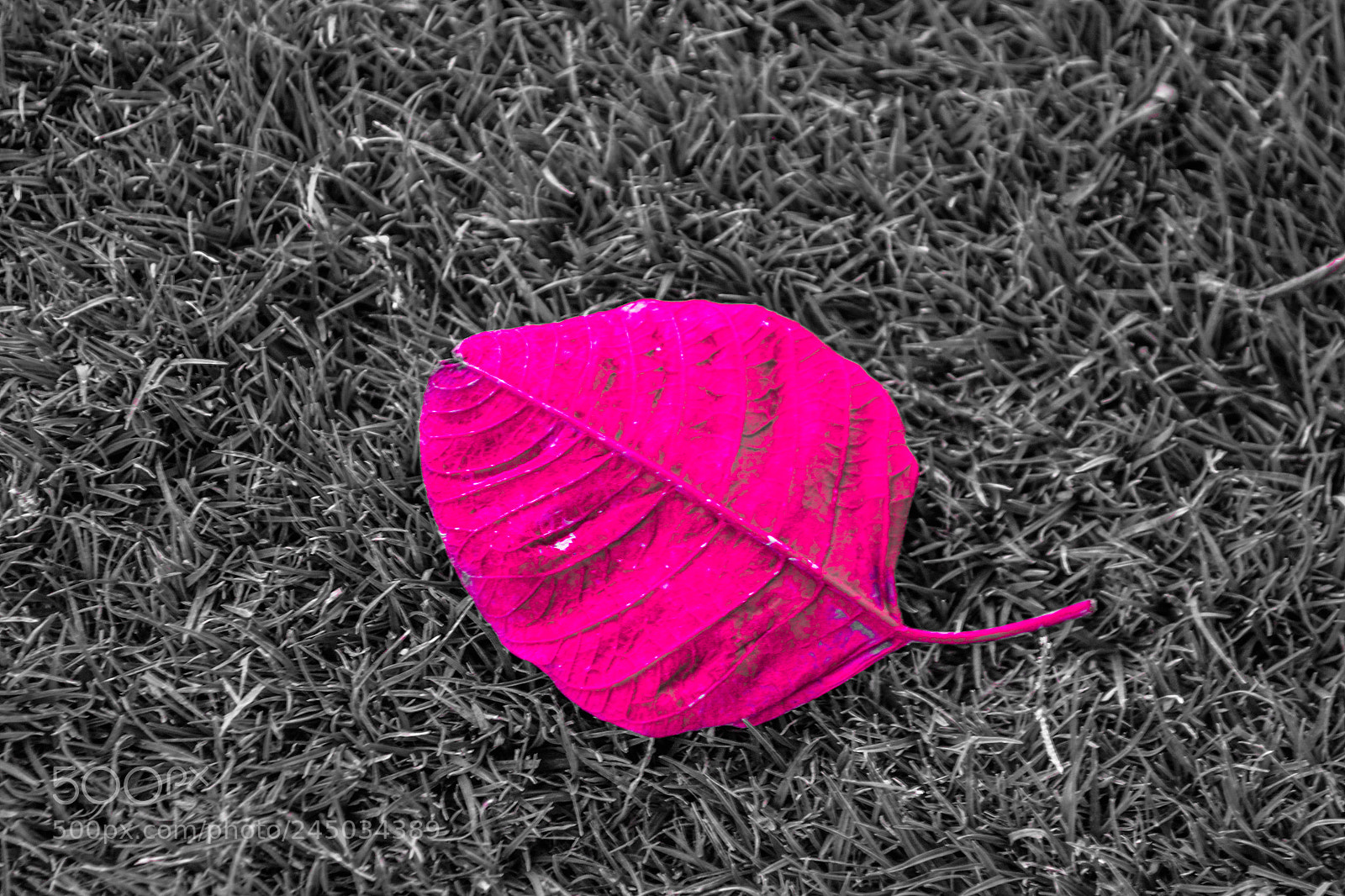 Nikon D3100 sample photo. Untitled photography
