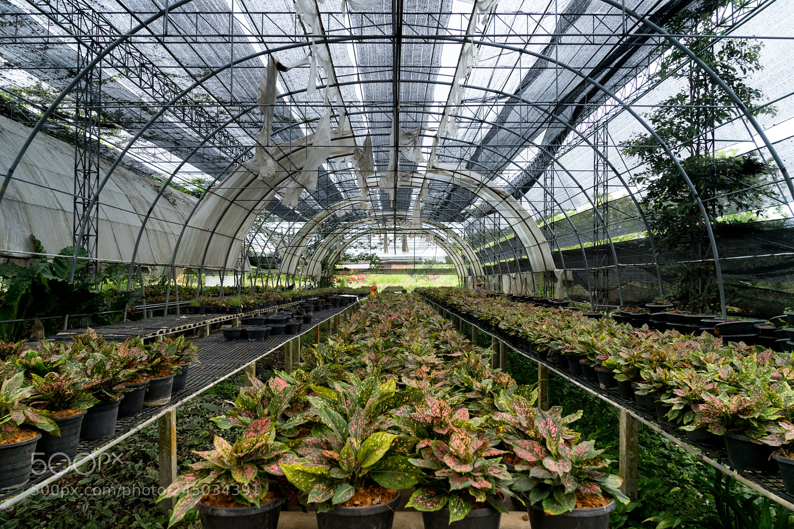 Sony a7 II sample photo. The greenhouse photography