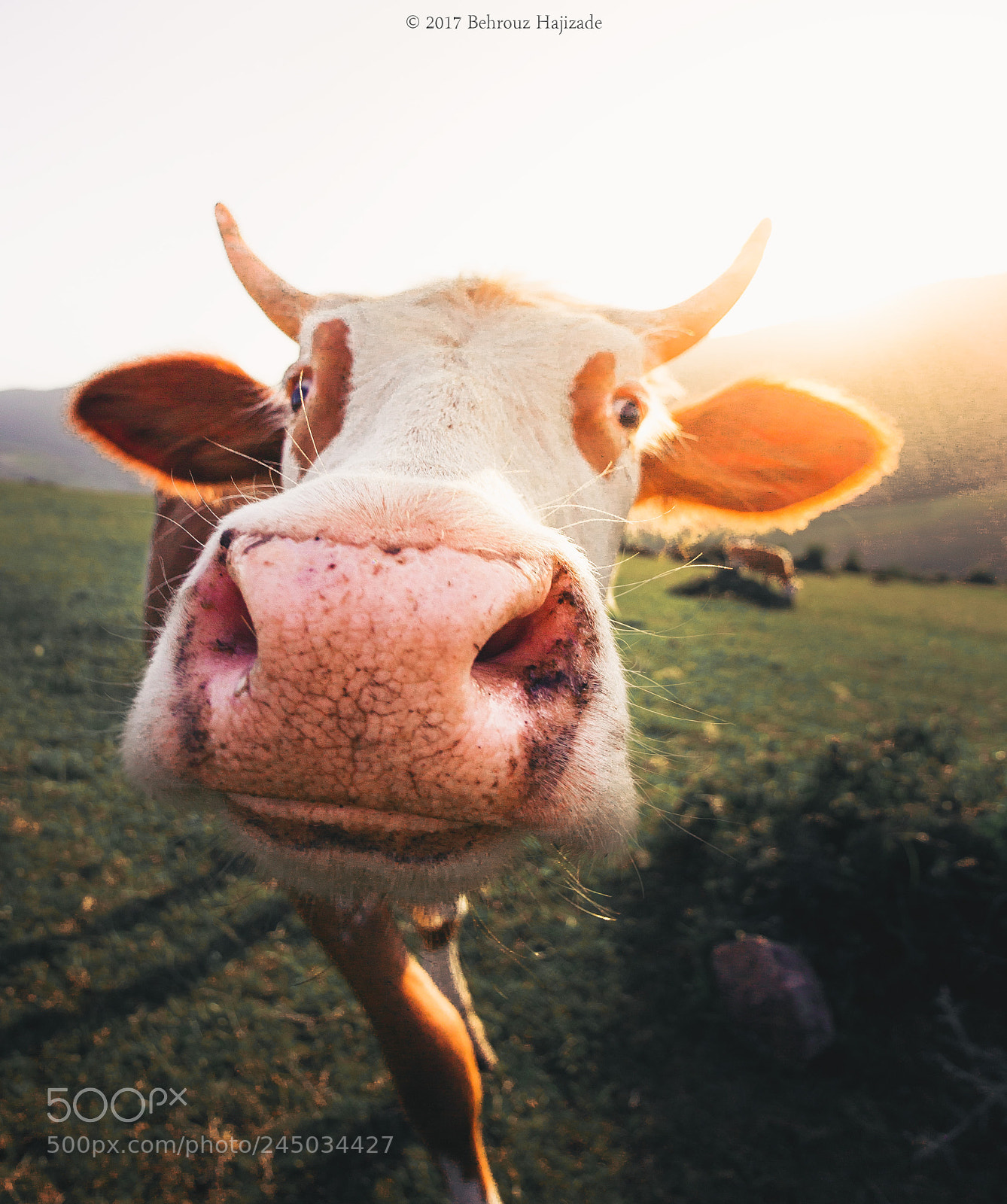 Canon EOS M sample photo. Cute cow ? photography