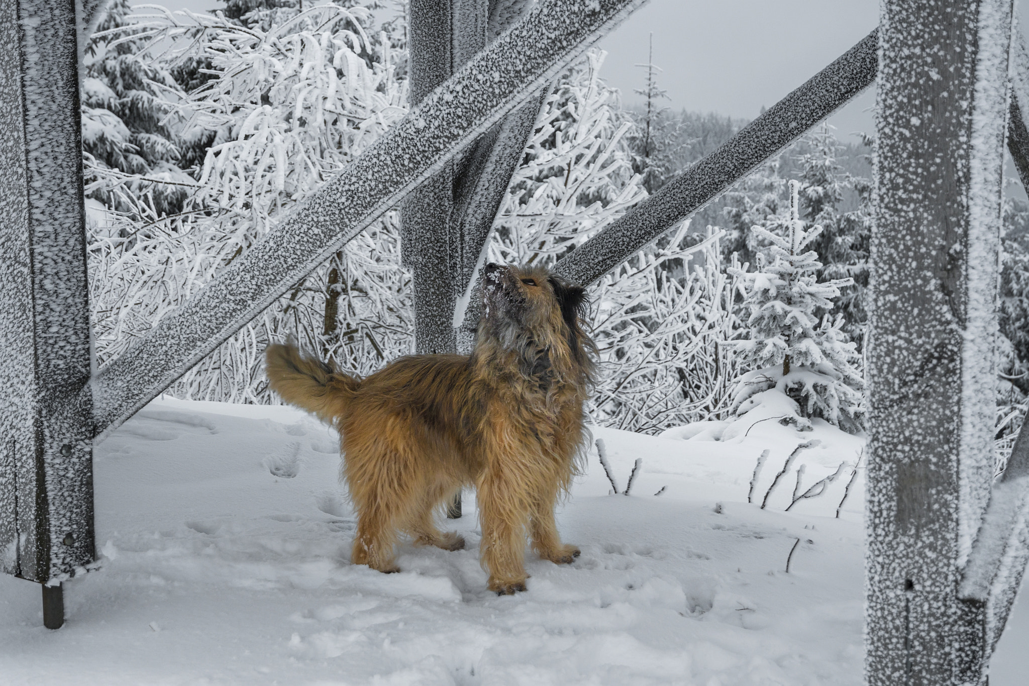 Nikon D500 sample photo. ... dogs winter pleasures ... photography