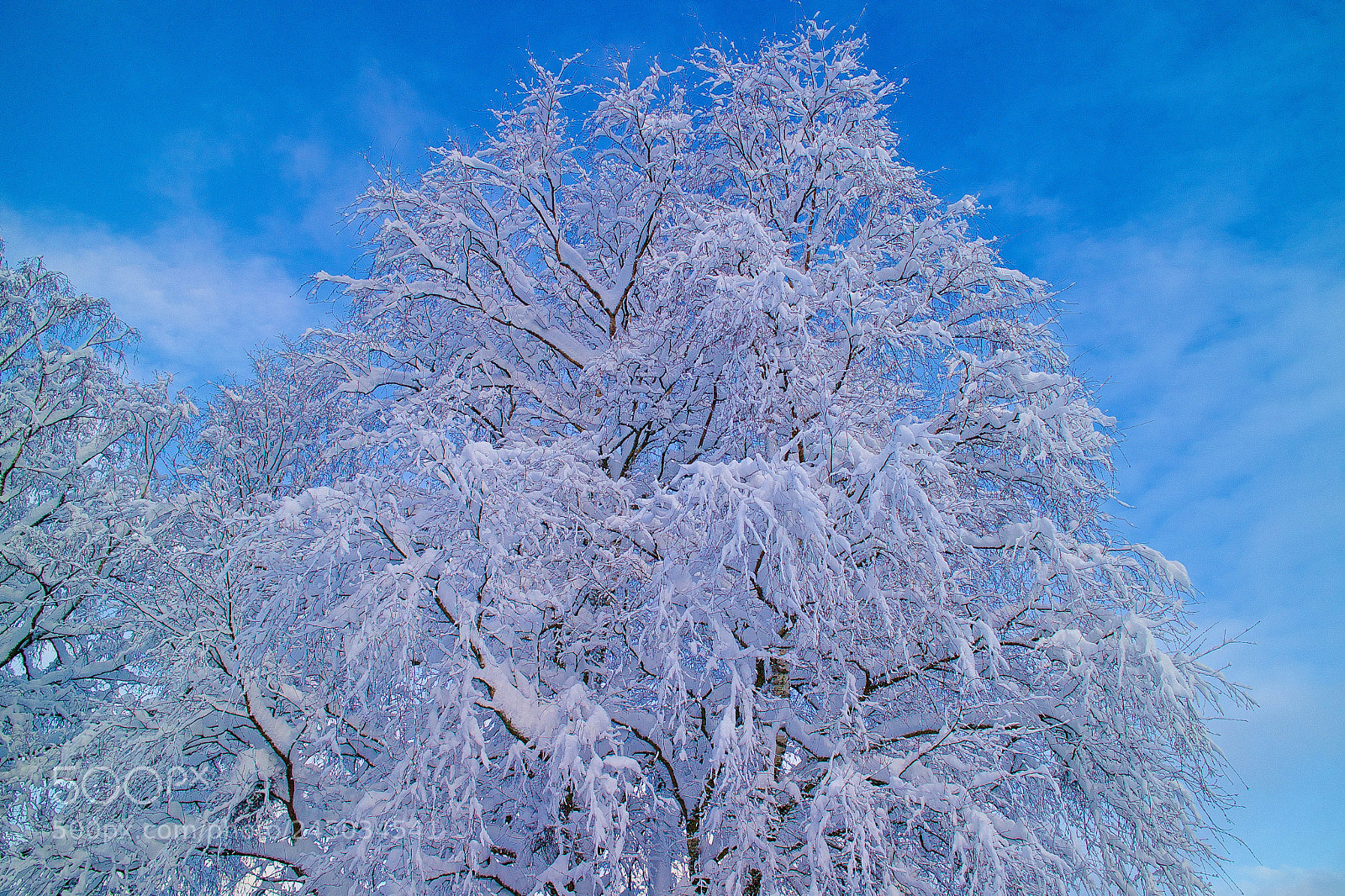 Canon EOS M3 sample photo. The decorated tree photography