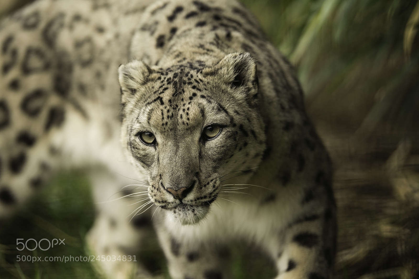 Nikon D5 sample photo. Snow leopard series photography