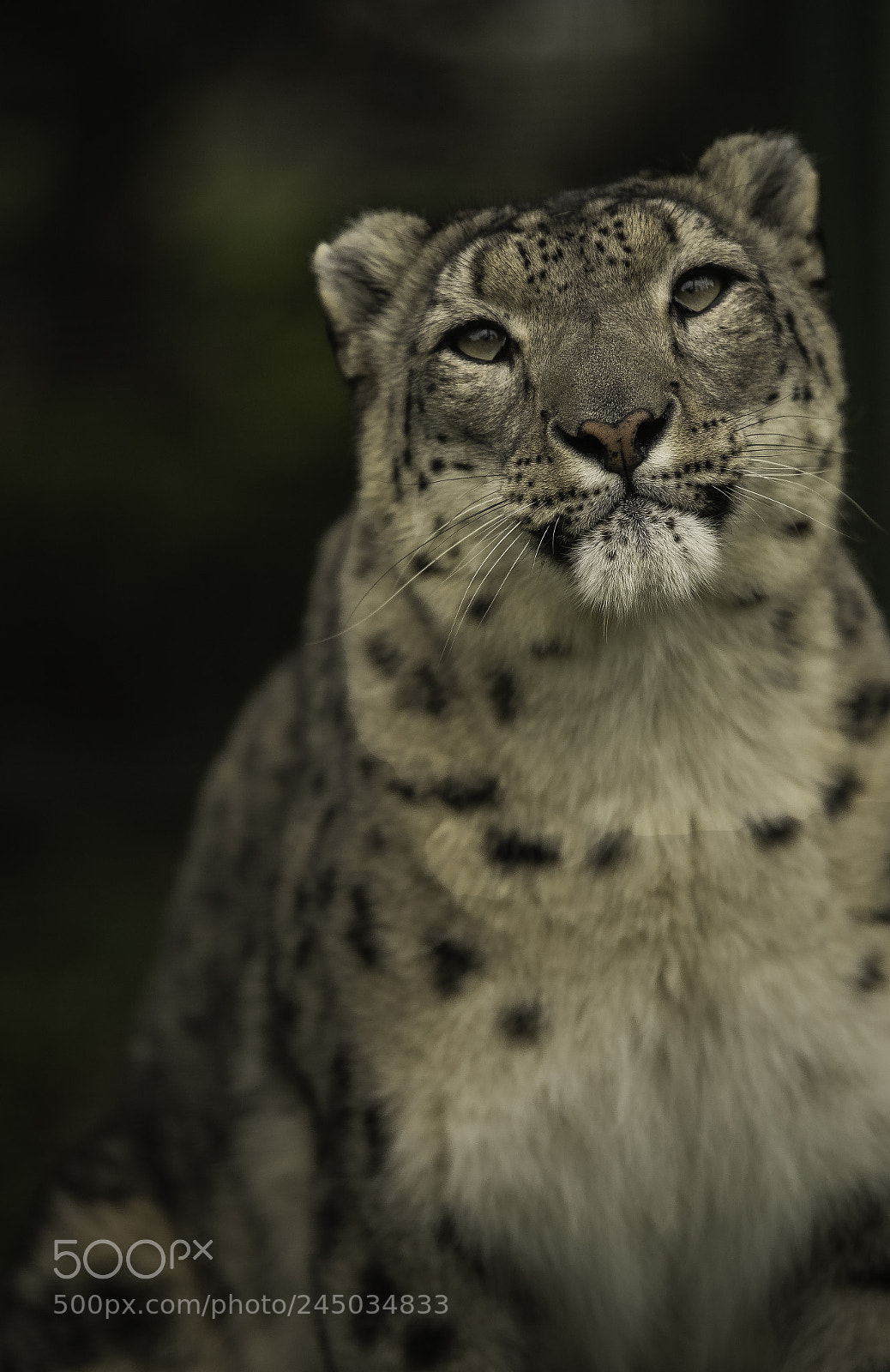 Nikon D5 sample photo. Snow leopard series photography