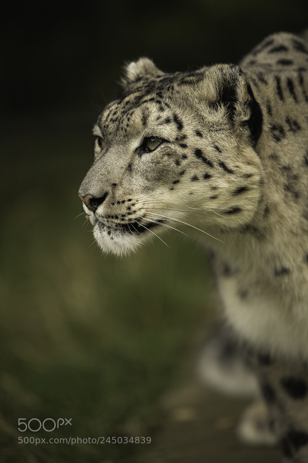 Nikon D5 sample photo. Snow leopard series photography