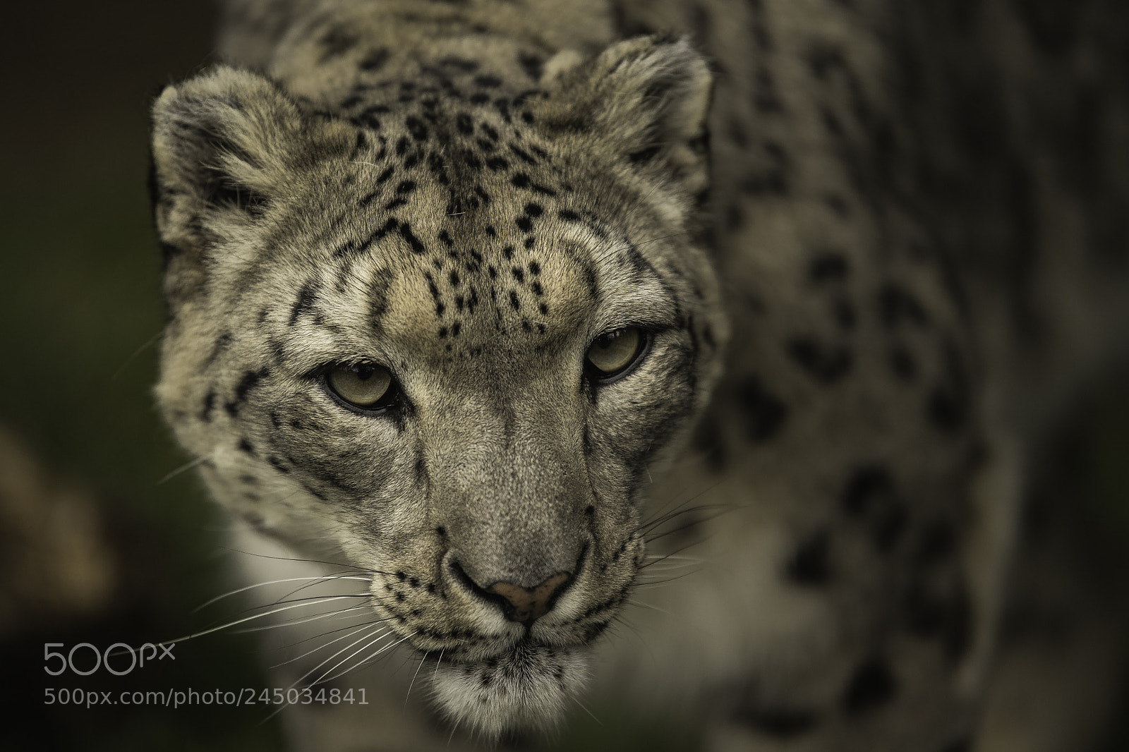 Nikon D5 sample photo. Snow leopard series photography