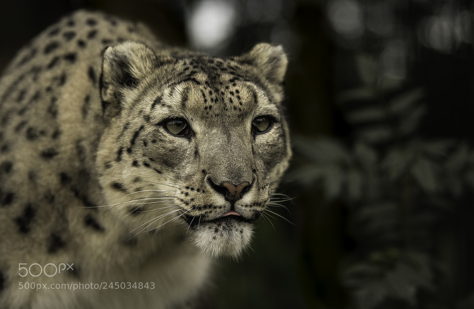 Nikon D5 sample photo. Snow leopard series photography