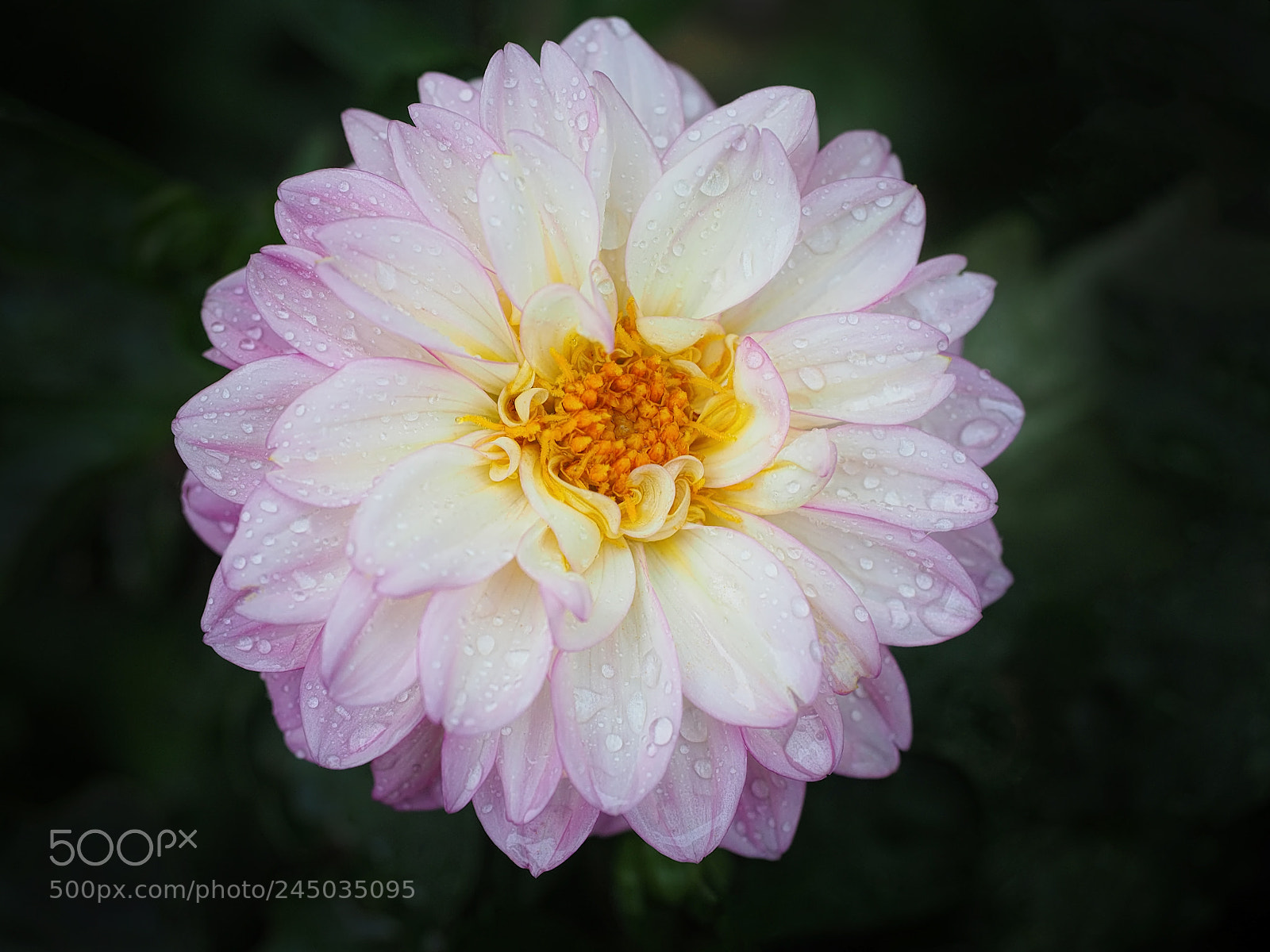 Olympus OM-D E-M5 II sample photo. Heart of gold photography
