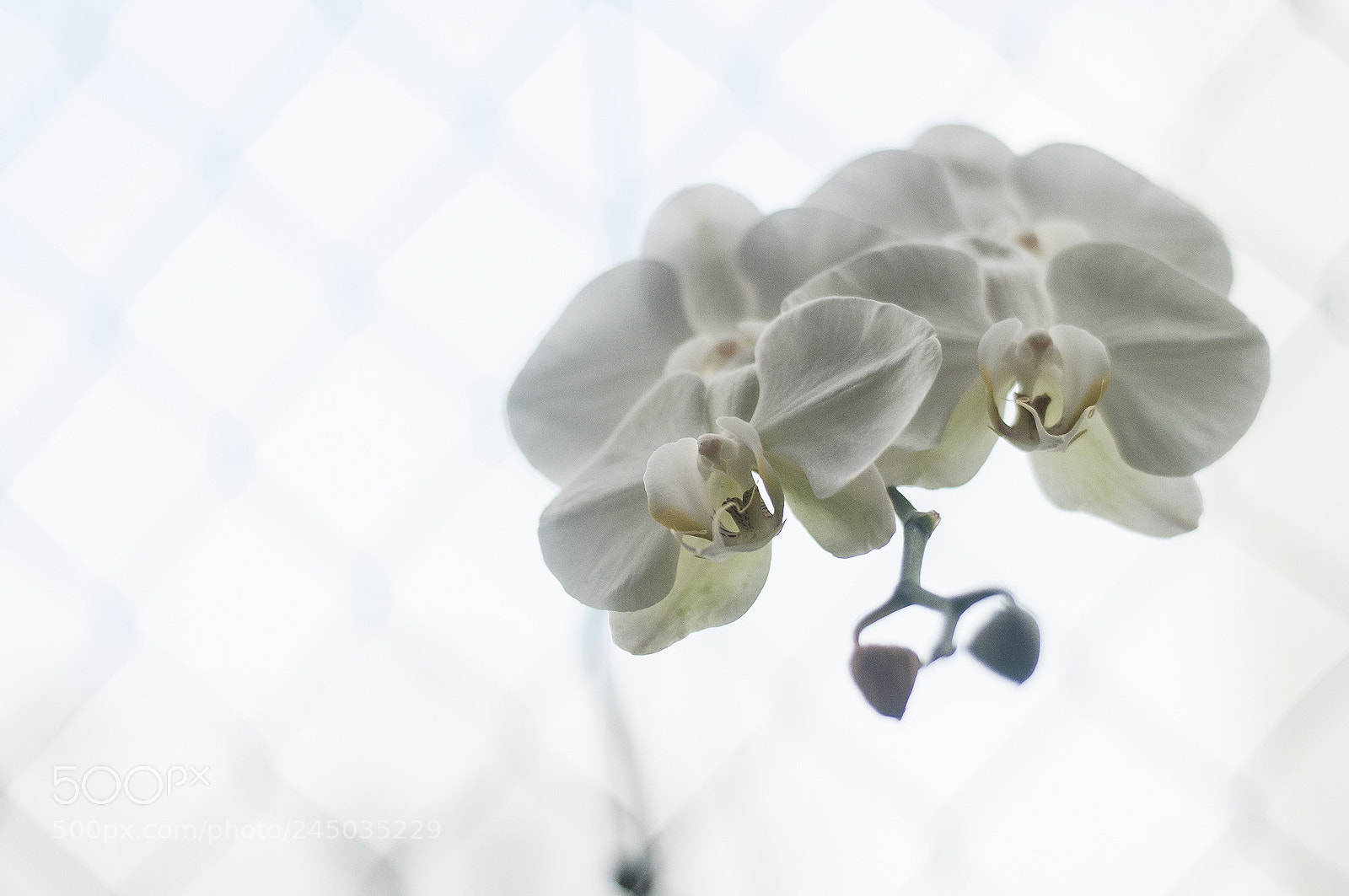 Nikon D300S sample photo. Hi-key photography