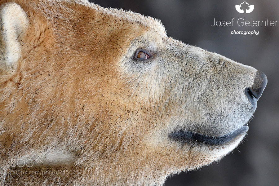 Nikon D500 sample photo. Thoughtful polar bear photography