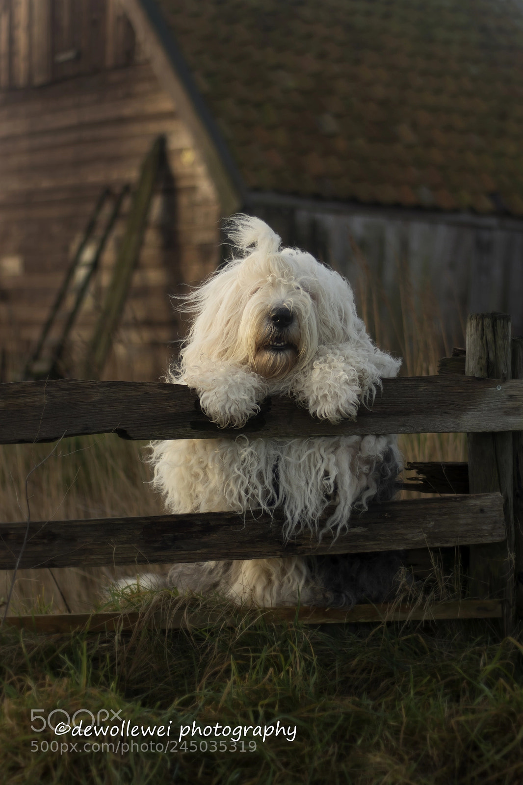 Canon EOS 7D Mark II sample photo. Sophie photography