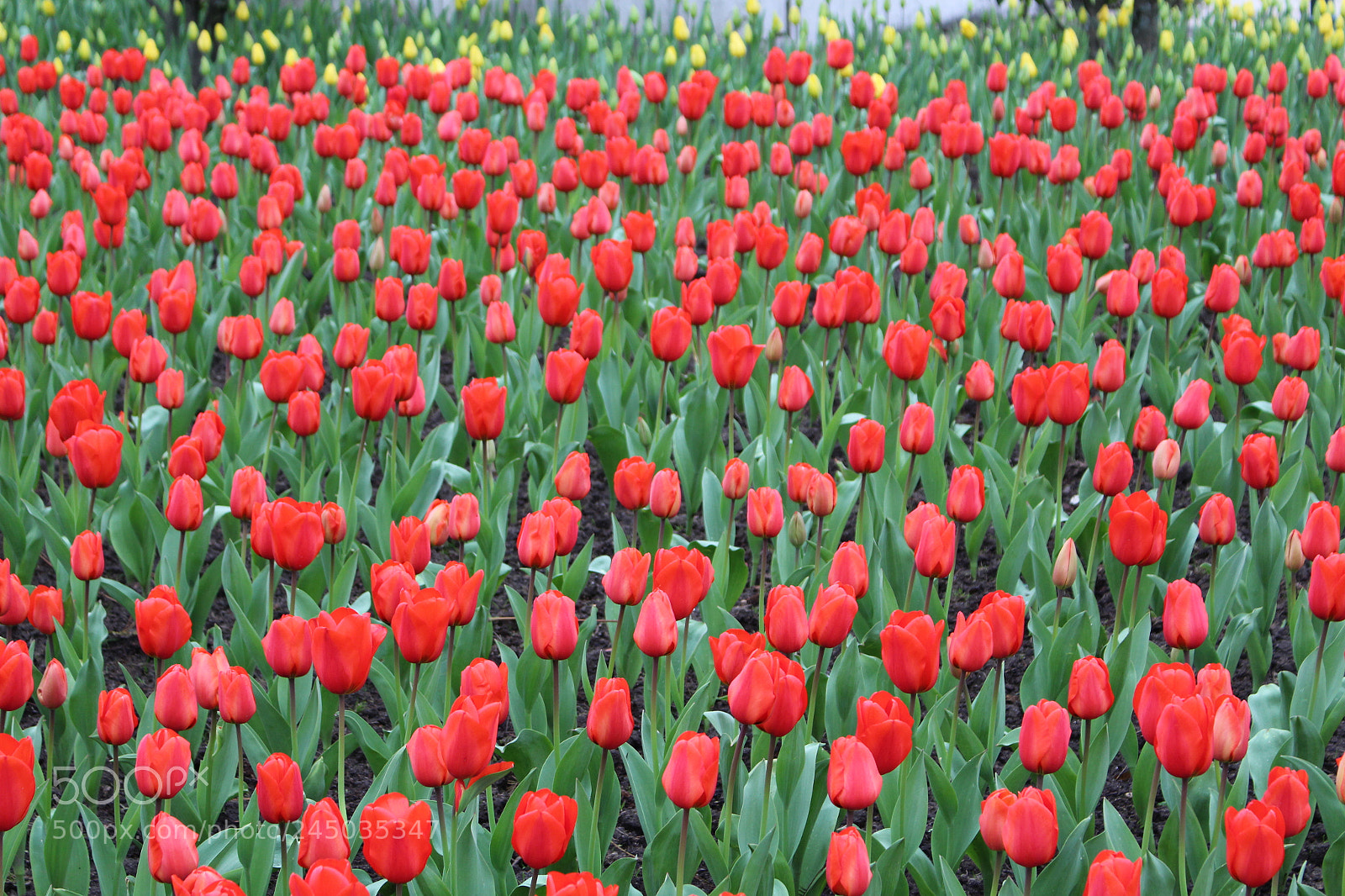 Canon EOS 100D (EOS Rebel SL1 / EOS Kiss X7) sample photo. Img photography