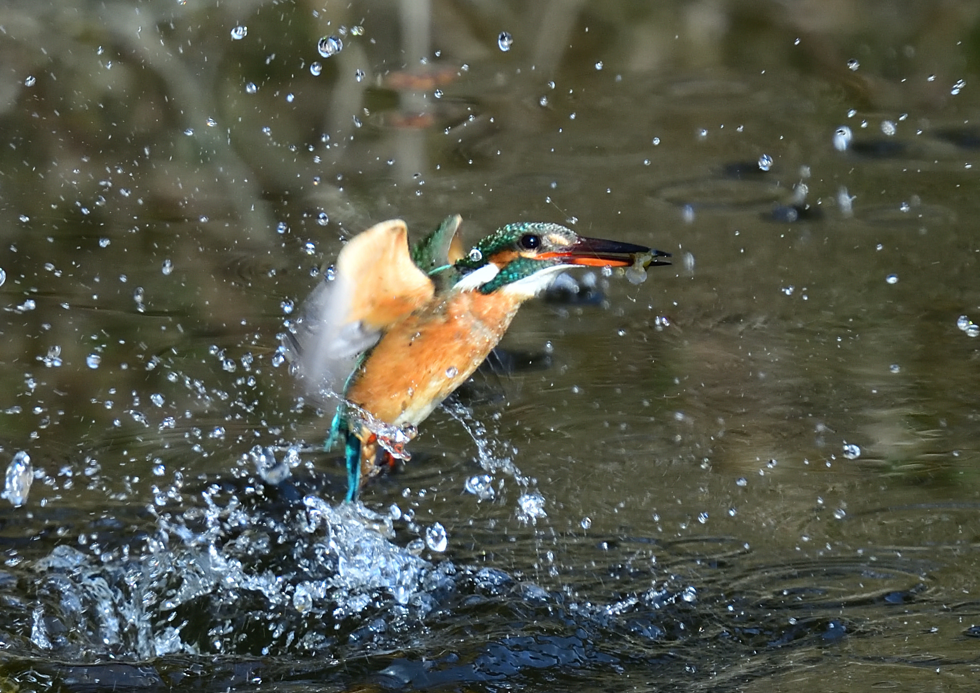 Nikon Nikkor AF-S 300mm F4E PF ED VR sample photo. Kingfisher 翡翠 photography