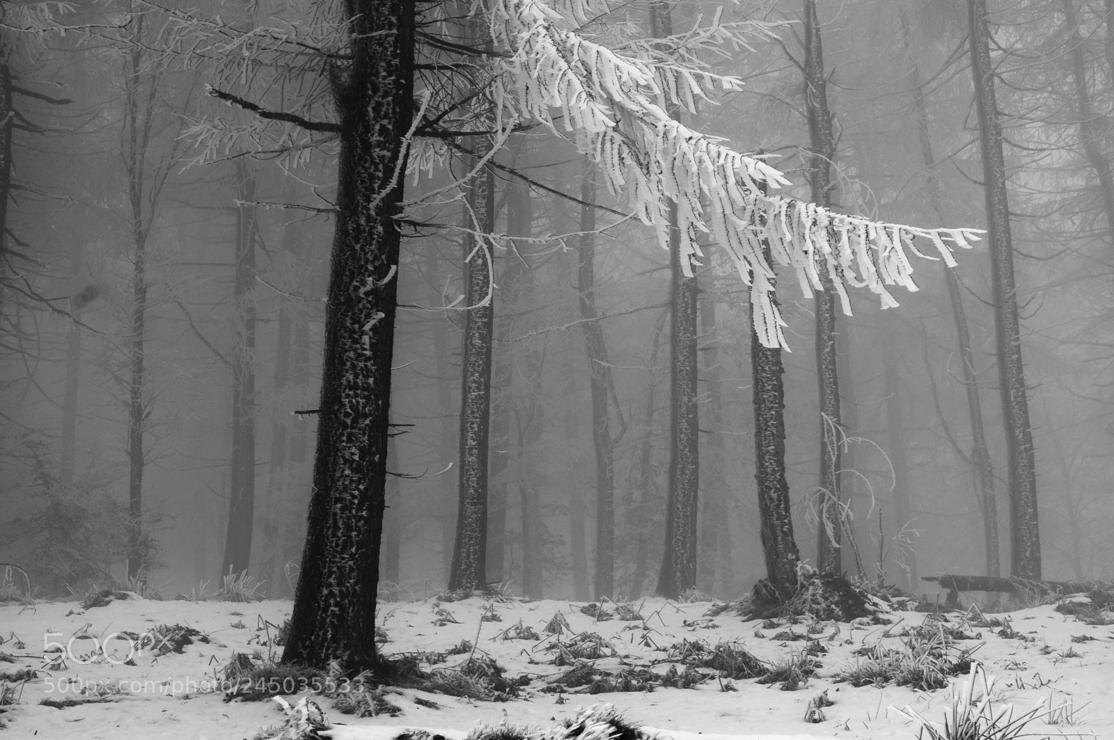 Sony Alpha NEX-6 sample photo. Icy fog photography