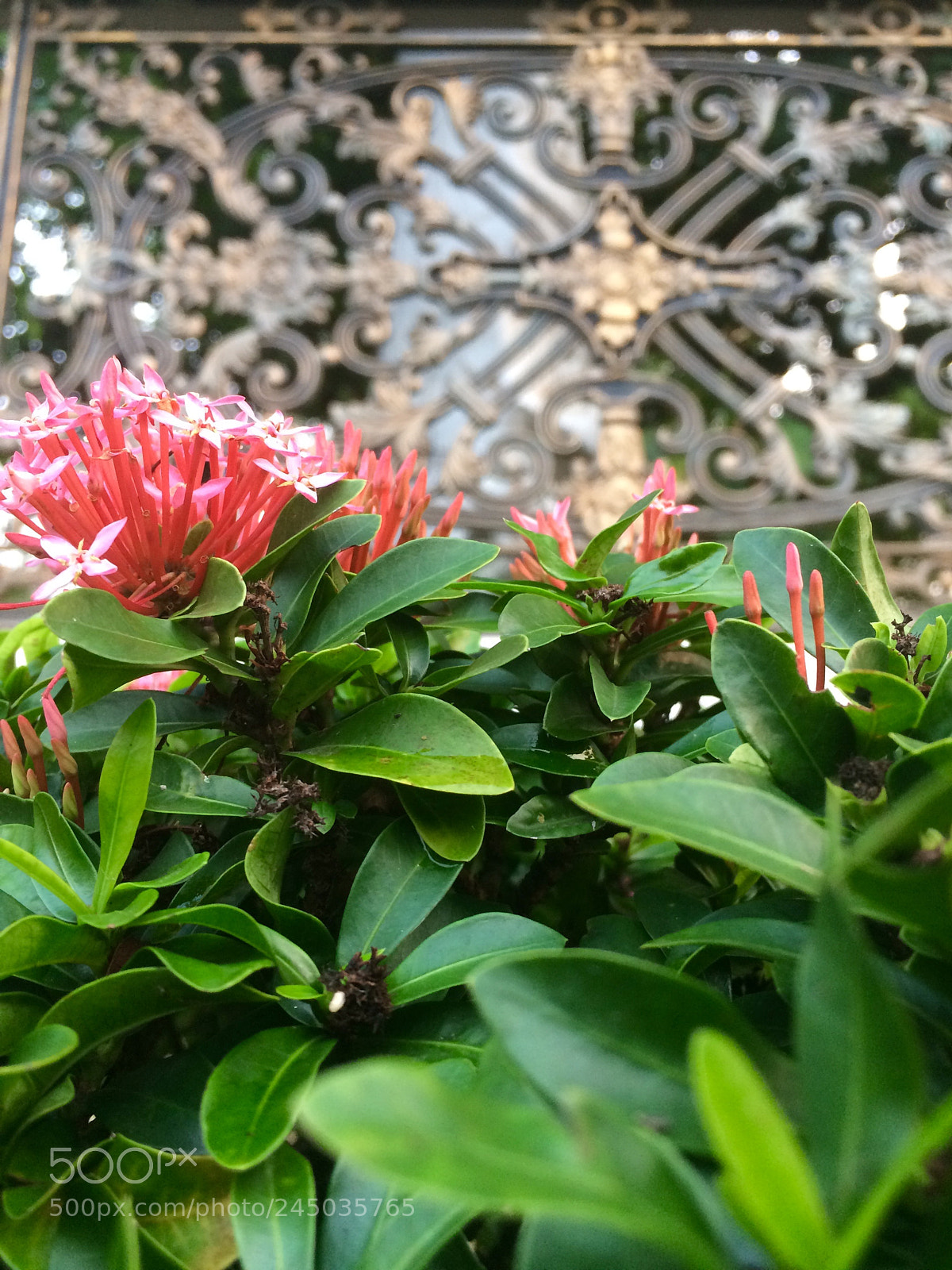 Apple iPhone 5s sample photo. Untitled photography