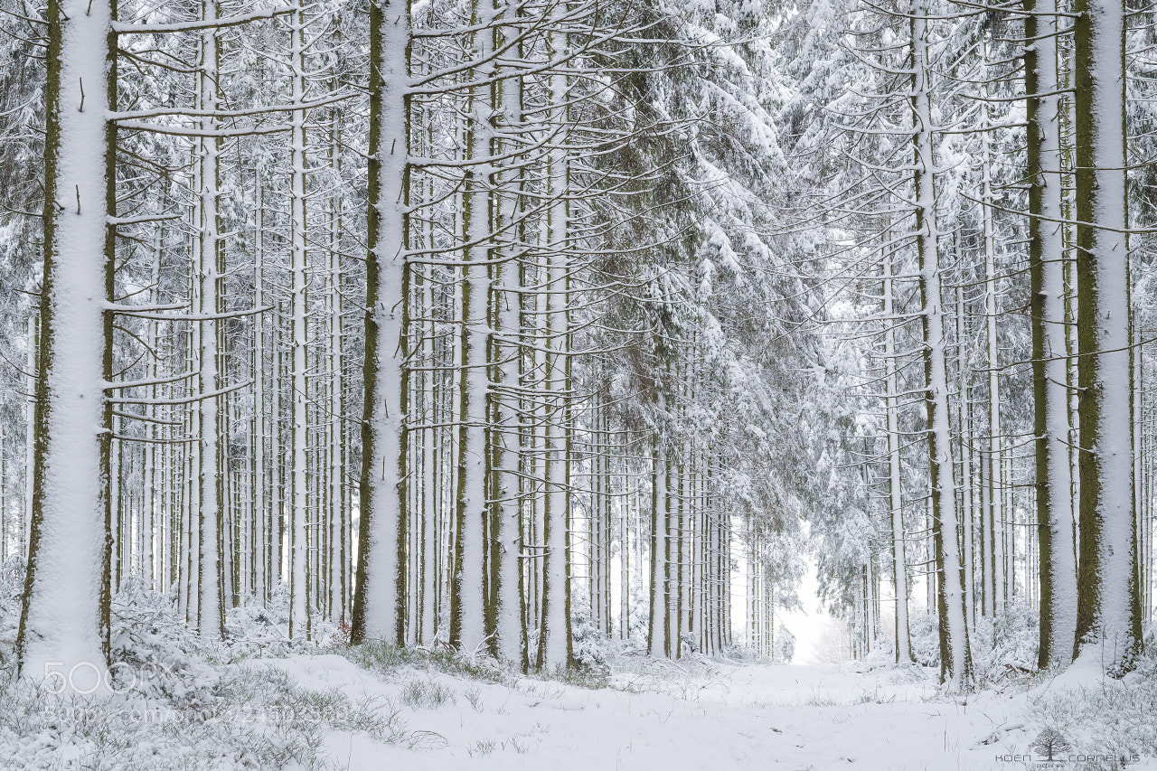 Fujifilm X-T1 sample photo. Winter fairy has come photography