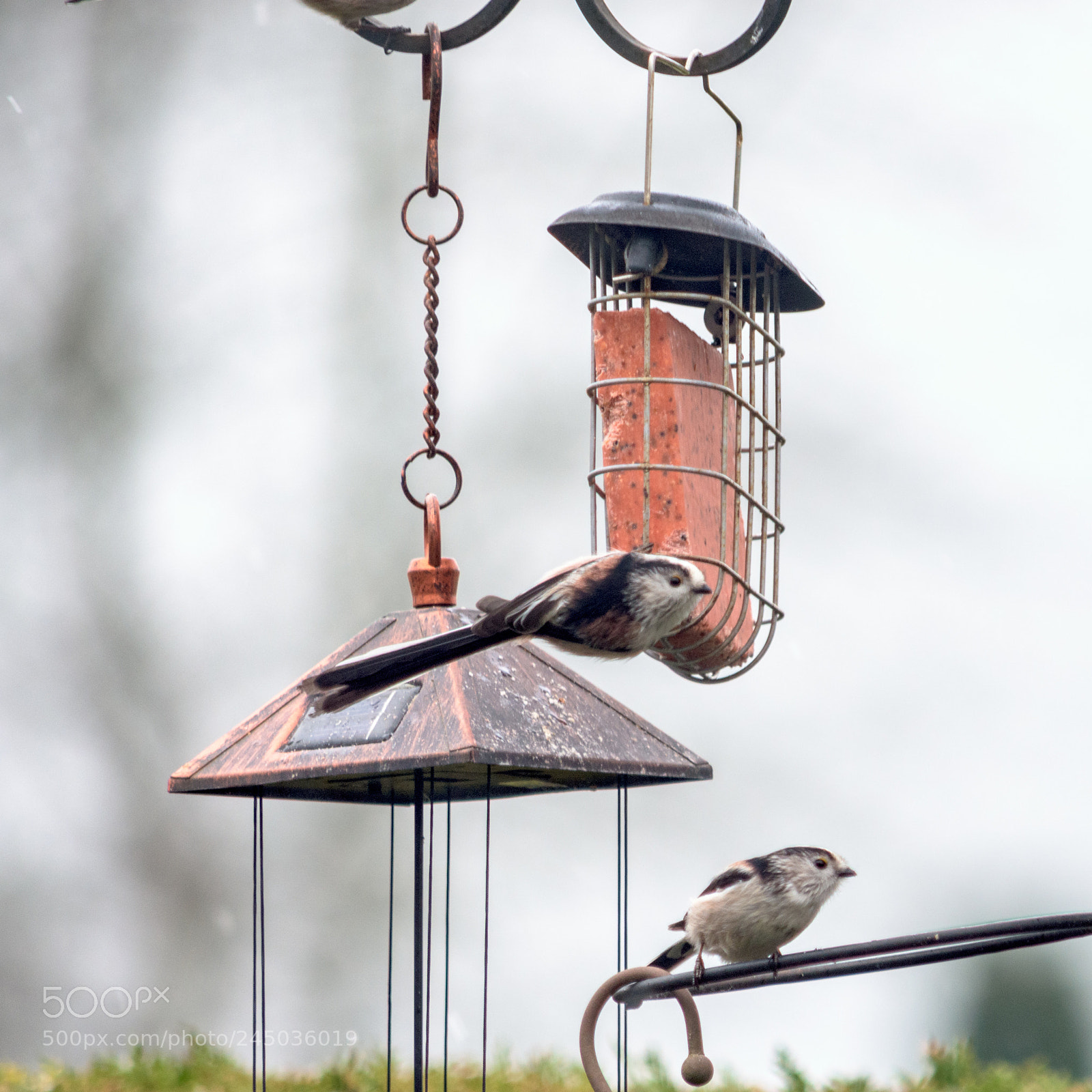 Nikon D7200 sample photo. Garden birds long tailed photography