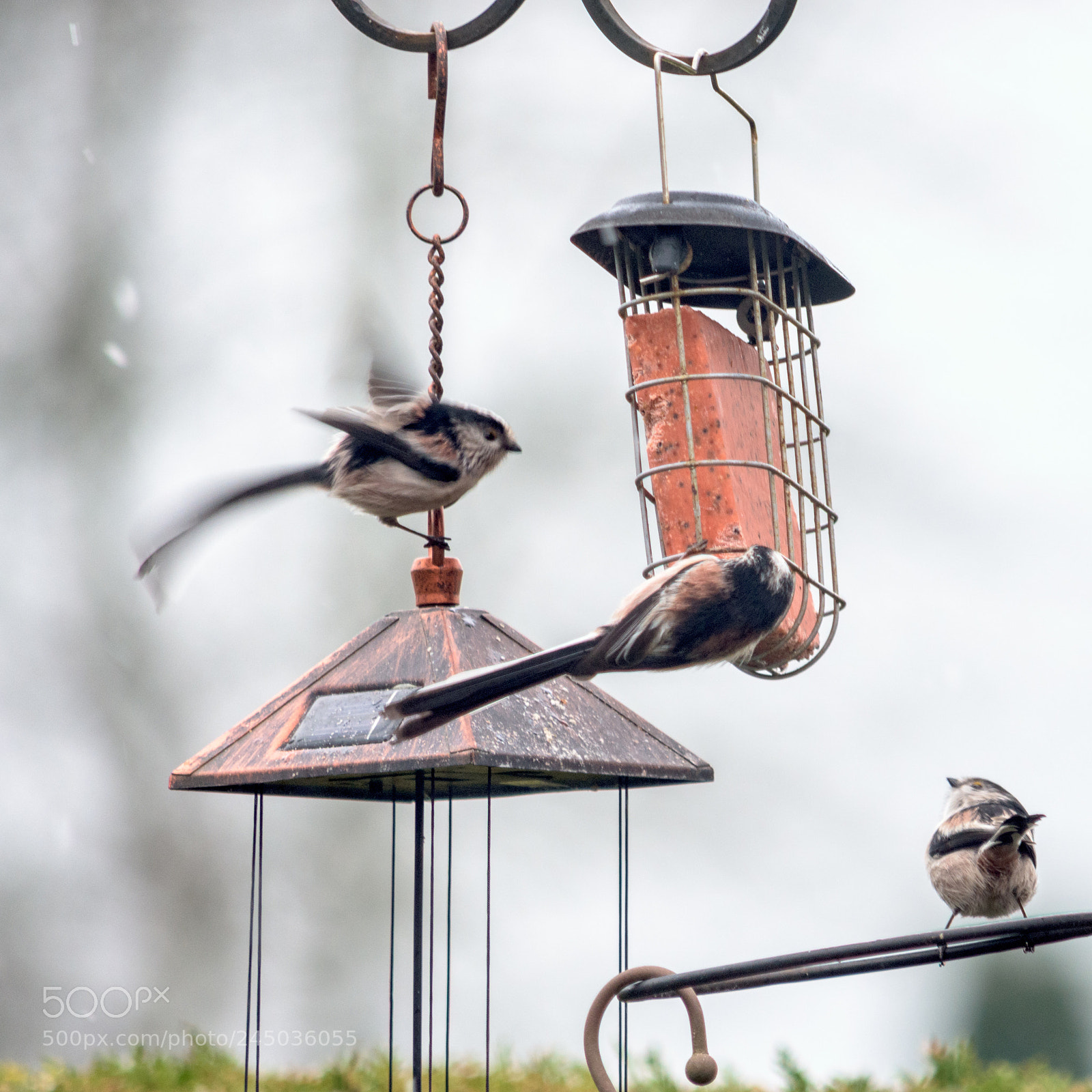 Nikon D7200 sample photo. Garden birds long tailed photography