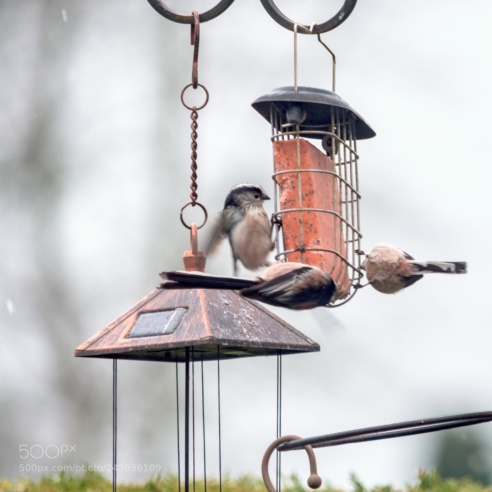 Nikon D7200 sample photo. Garden birds long tailed photography