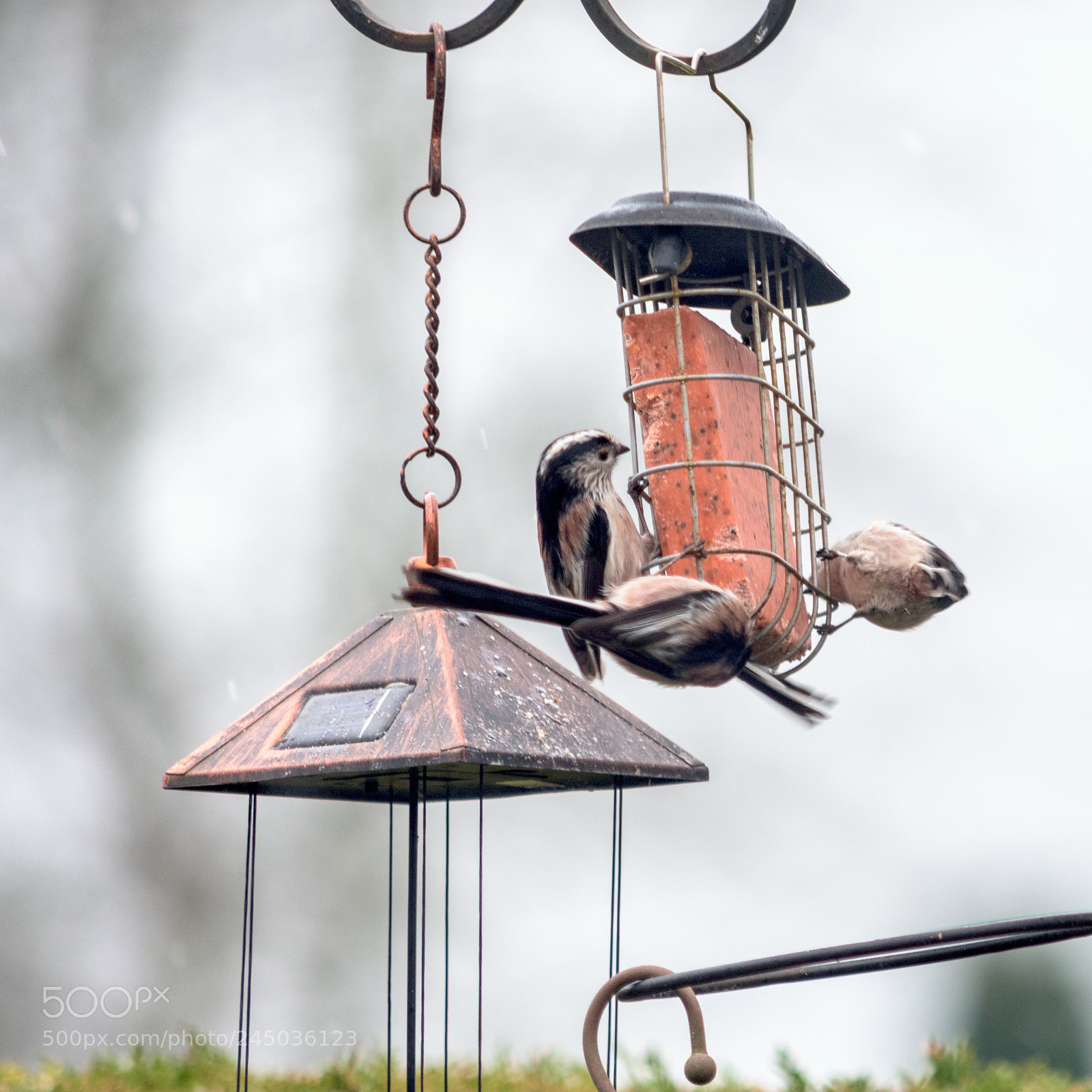 Nikon D7200 sample photo. Garden birds long tailed photography