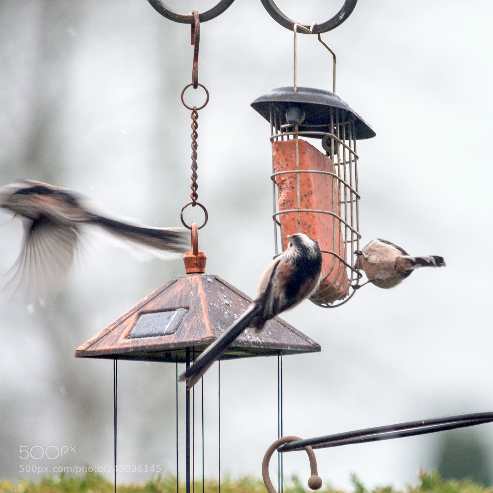 Nikon D7200 sample photo. Garden birds long tailed photography