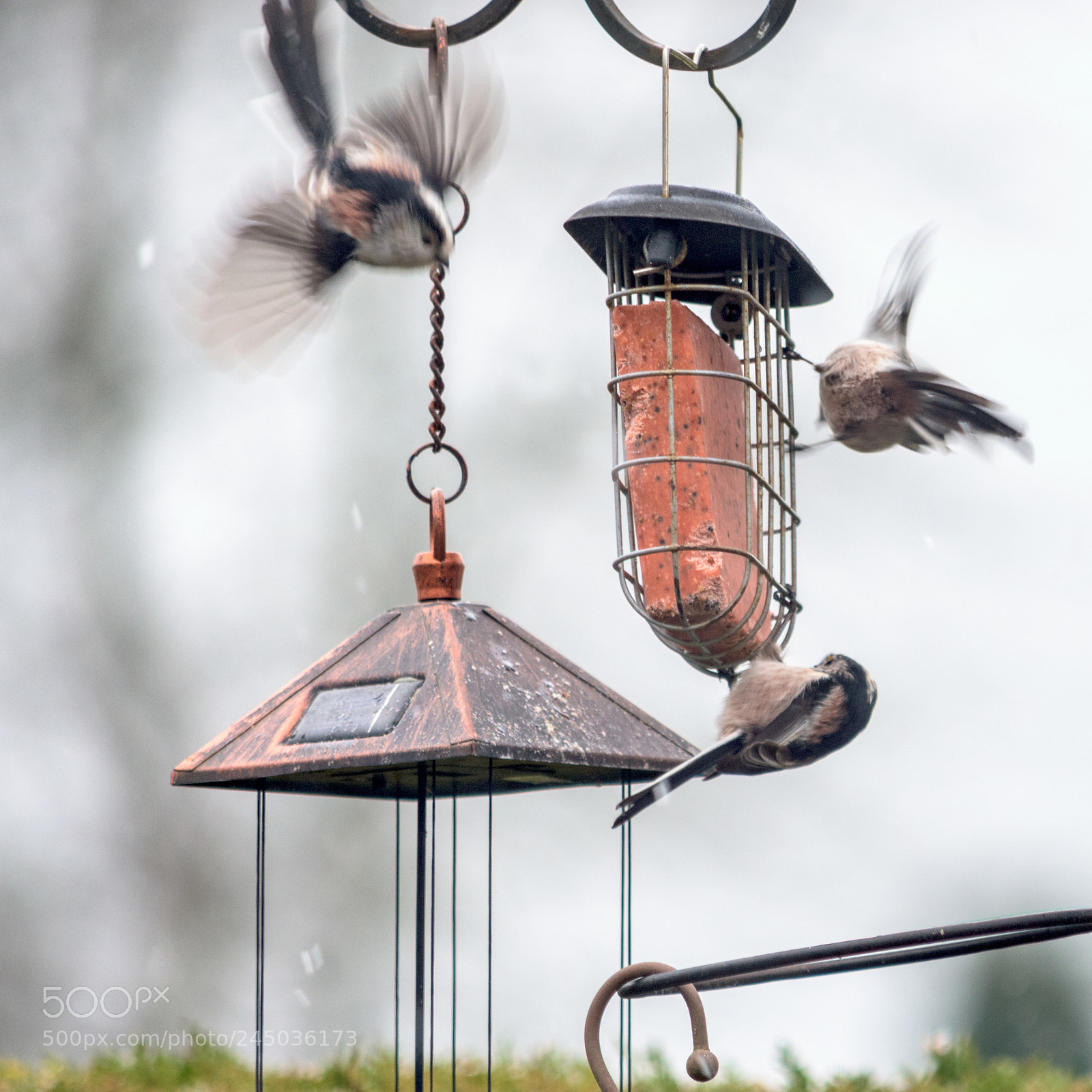 Nikon D7200 sample photo. Garden birds long tailed photography