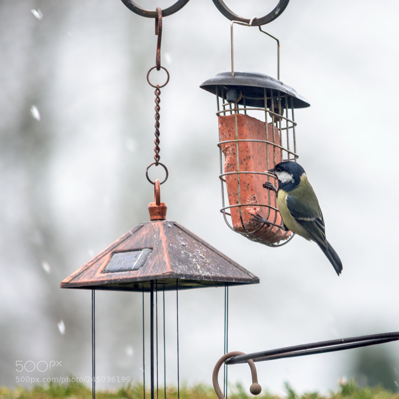 Nikon D7200 sample photo. Garden birds_great tit photography