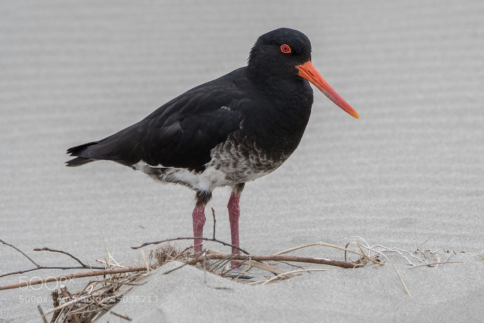Nikon D500 sample photo. Variable oystercatcher / torea pango photography