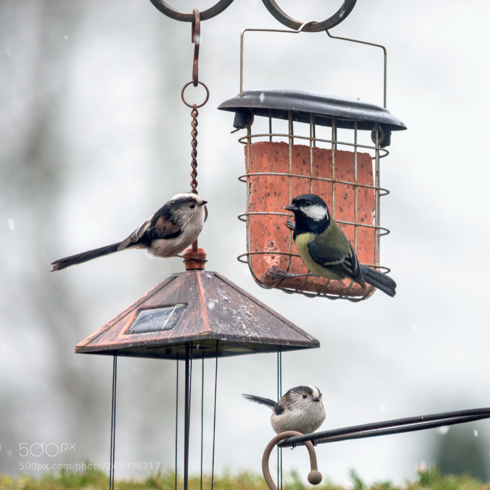 Nikon D7200 sample photo. Garden birds long tailed photography