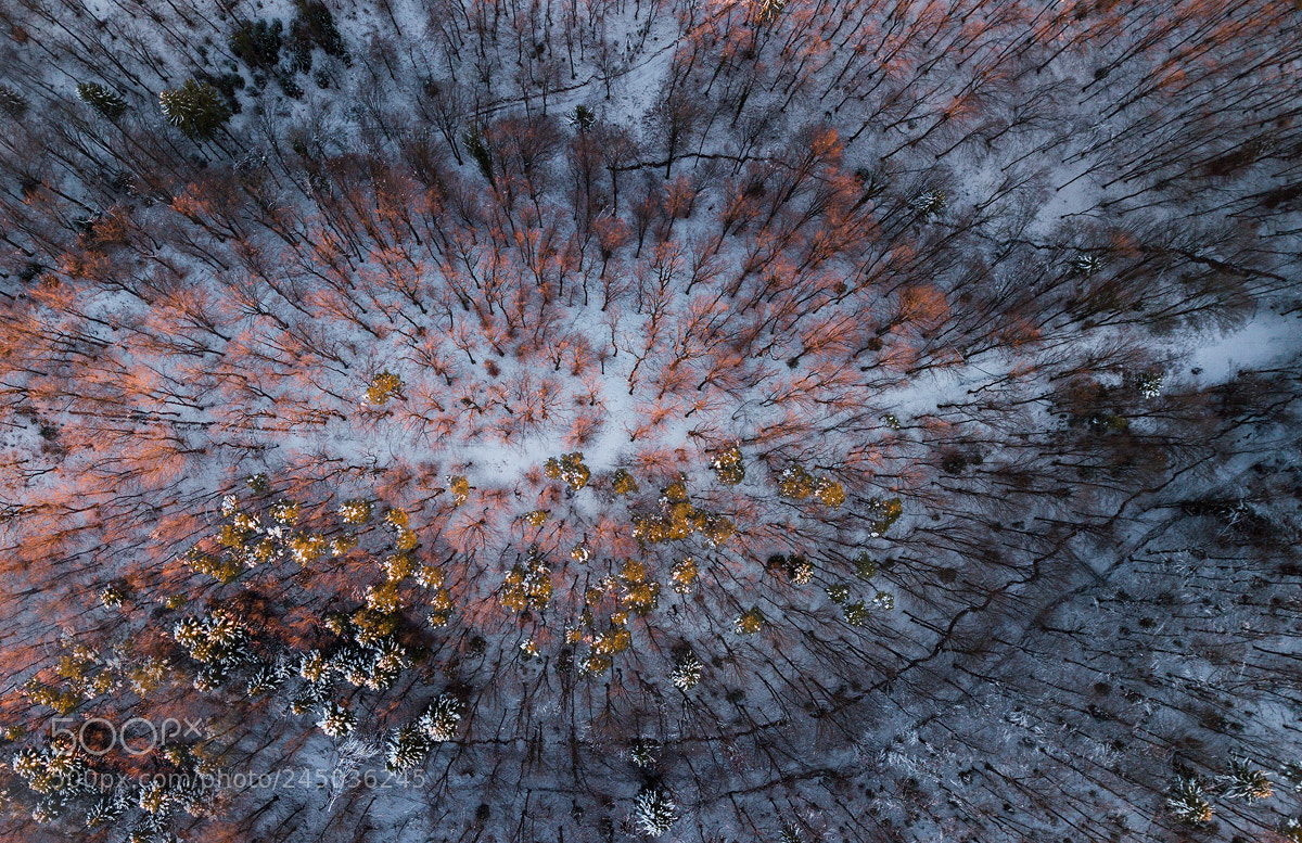 DJI FC220 sample photo. Forest photography