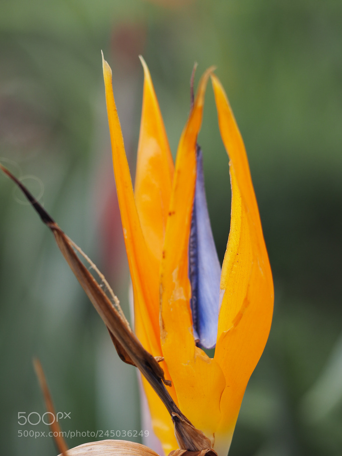 Olympus OM-D E-M10 II sample photo. So beautiful photography