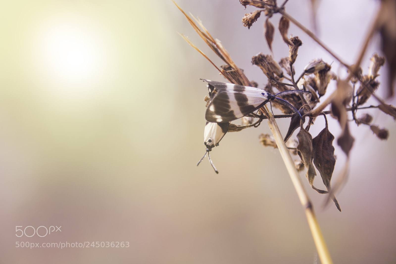 Nikon D810 sample photo. Butterfly are showing love. photography