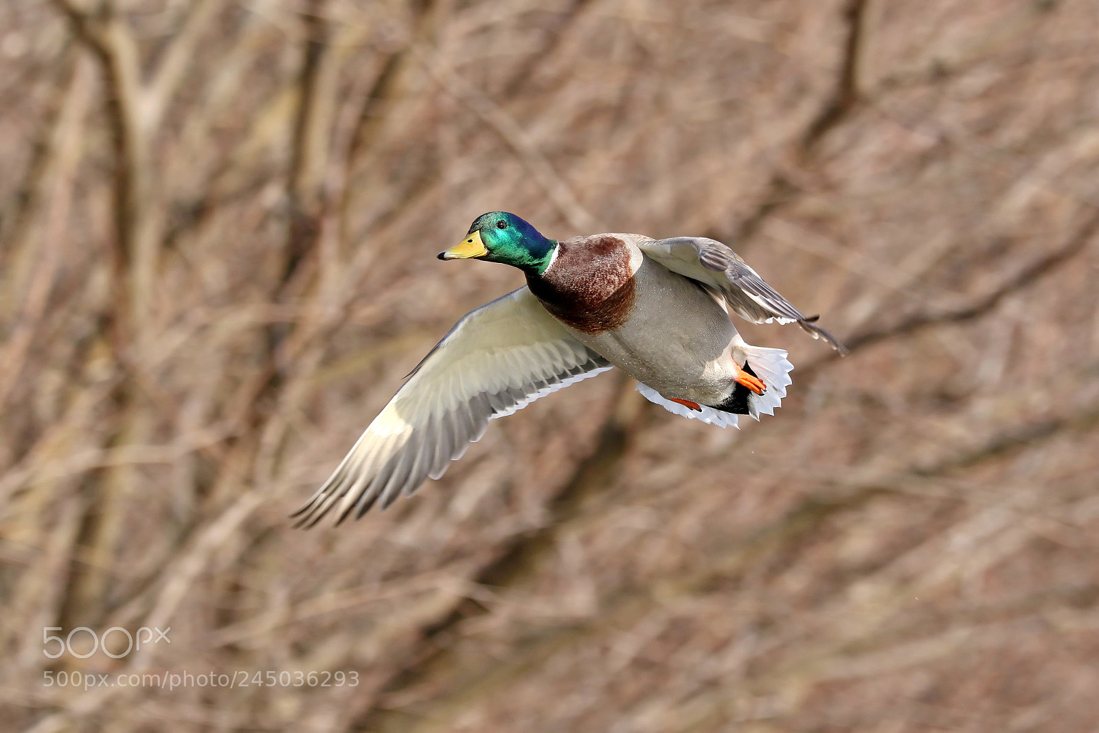 Canon EOS 7D Mark II sample photo. Mallard duck glide photography