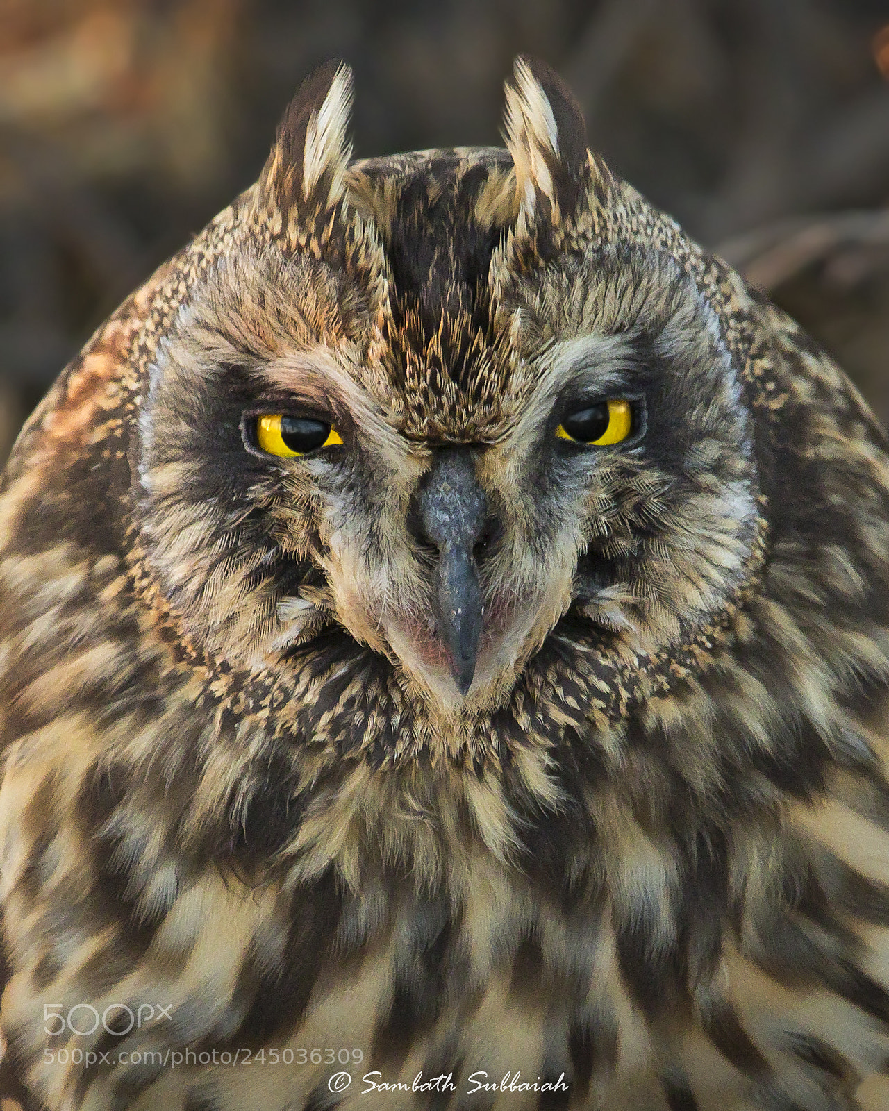 Canon EOS 7D Mark II sample photo. Short eared owl head photography