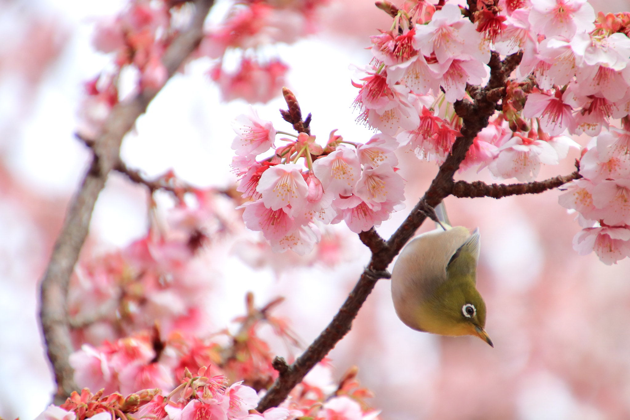 Canon EOS 77D (EOS 9000D / EOS 770D) + Canon EF 300mm F2.8L IS II USM sample photo. Winter spring photography