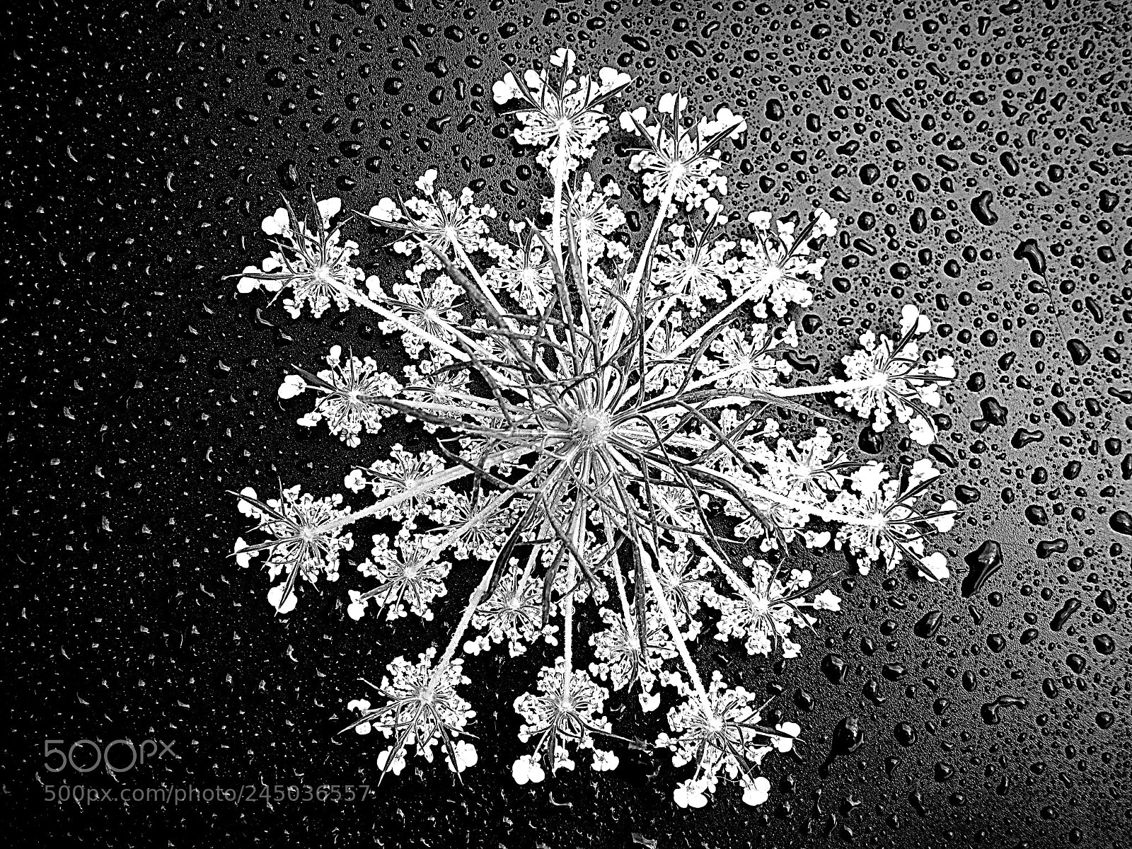 Canon DIGITAL IXUS 960 IS sample photo. Artistic flower photography