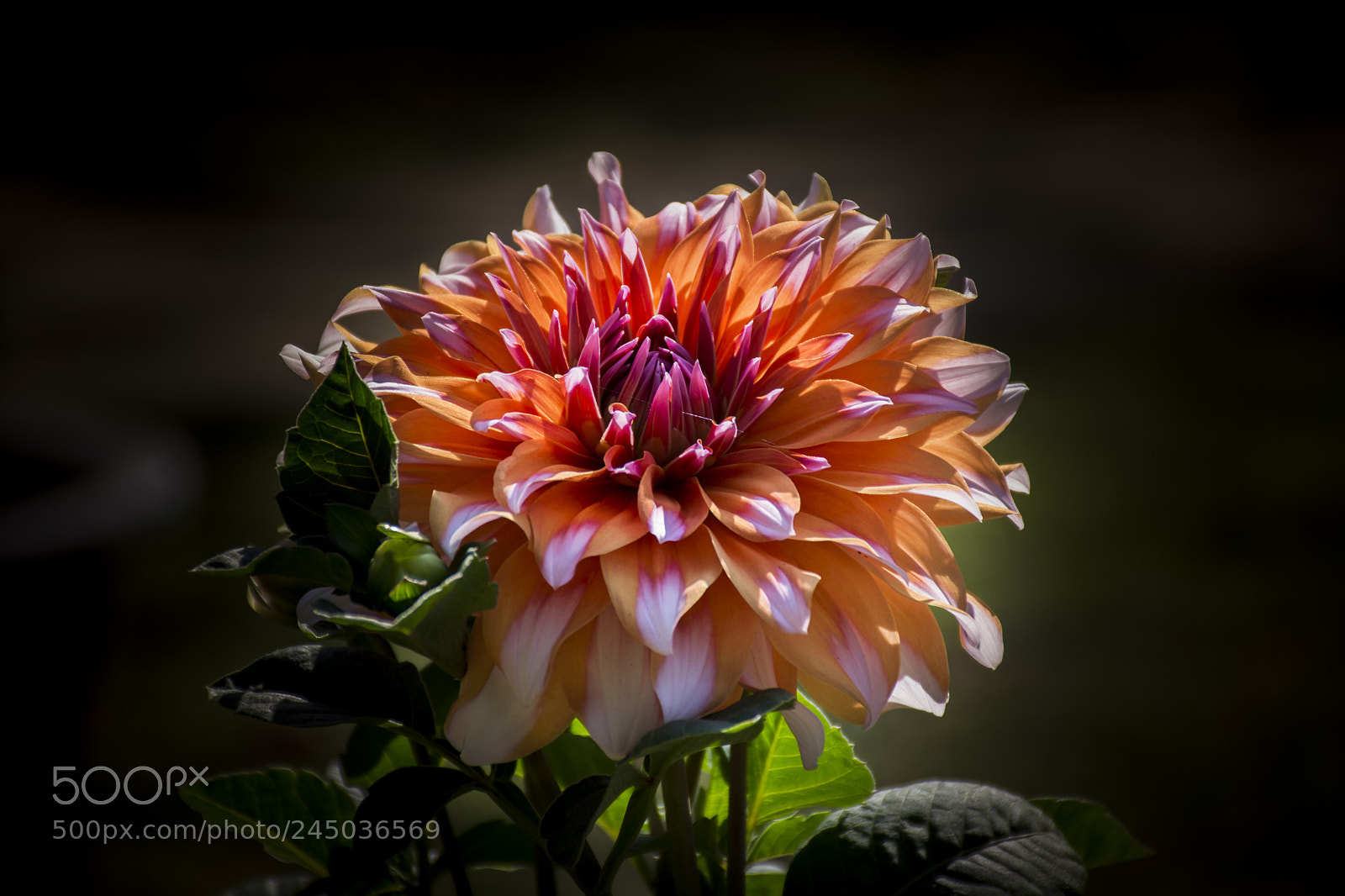 Nikon D5200 sample photo. Sunlit dahlia photography