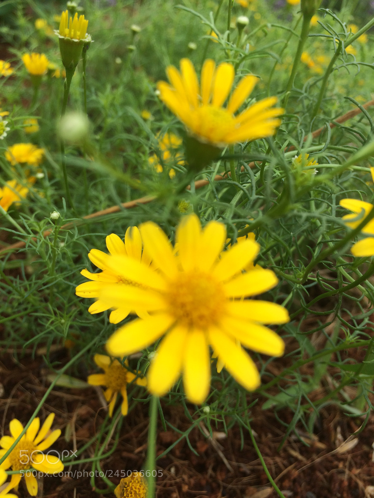 Apple iPhone 5s sample photo. Untitled photography