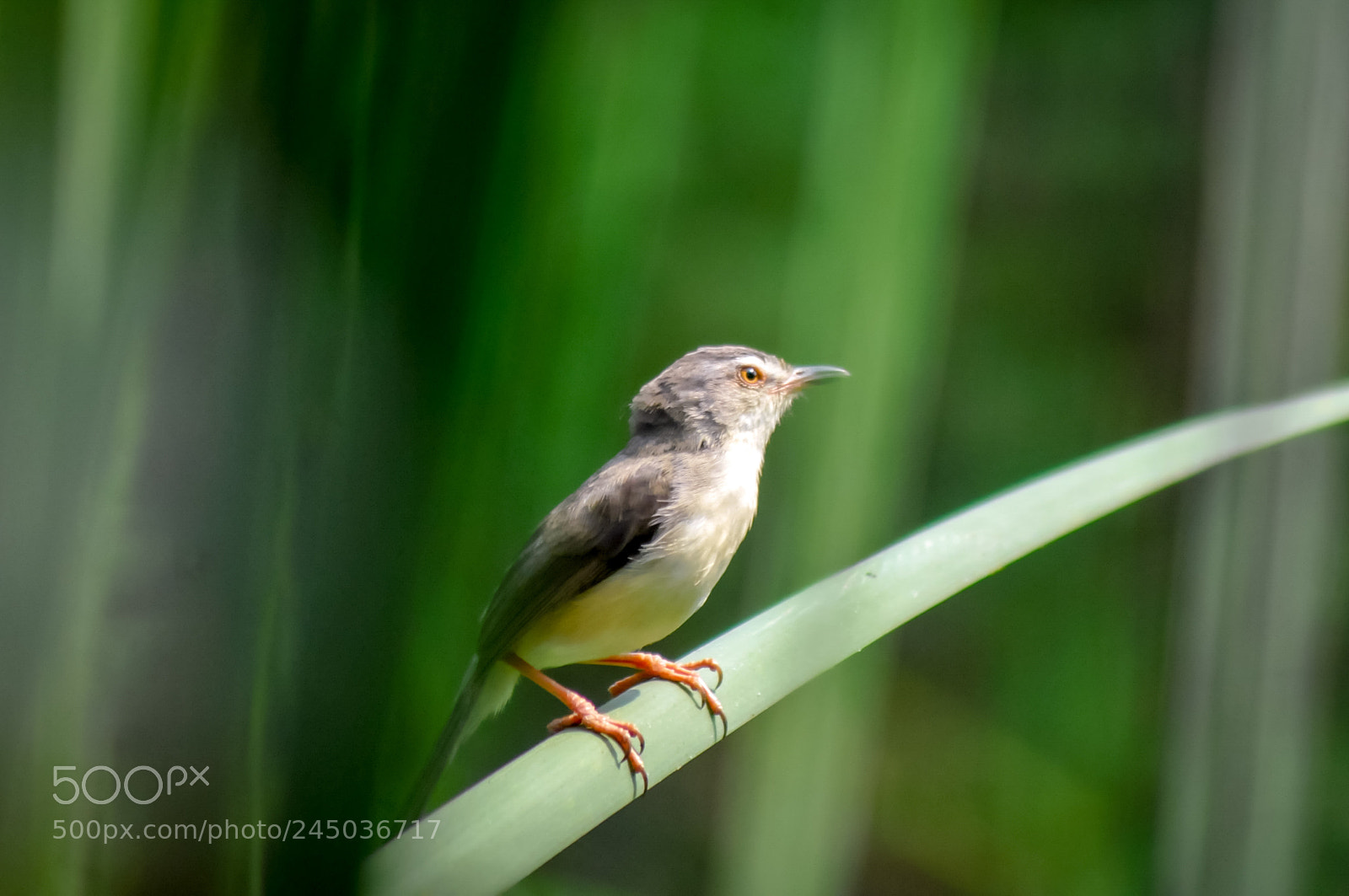 Nikon D300S sample photo. Birds in nature thailand   photography