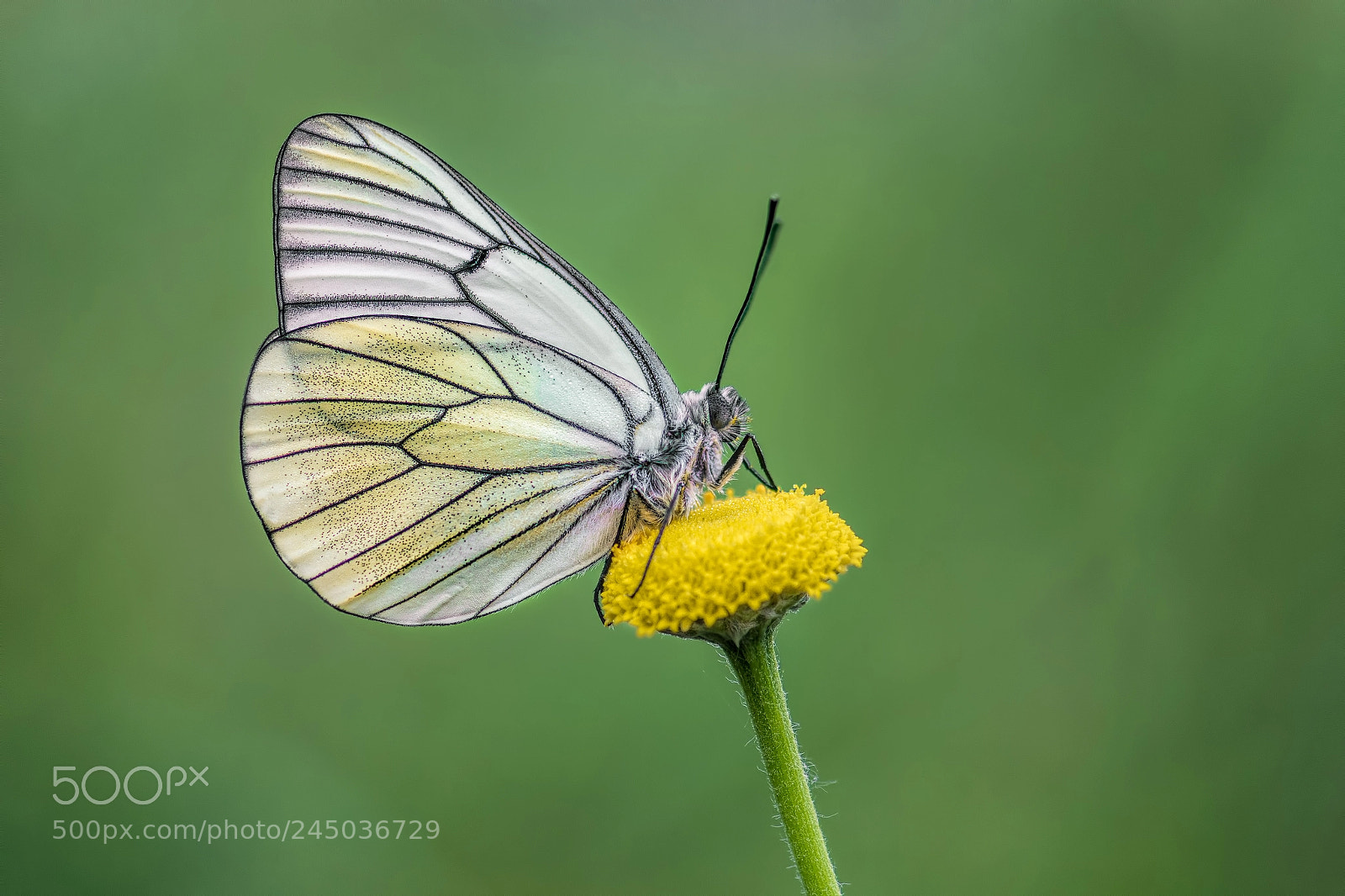 Nikon D7100 sample photo. Aporia crataegi photography