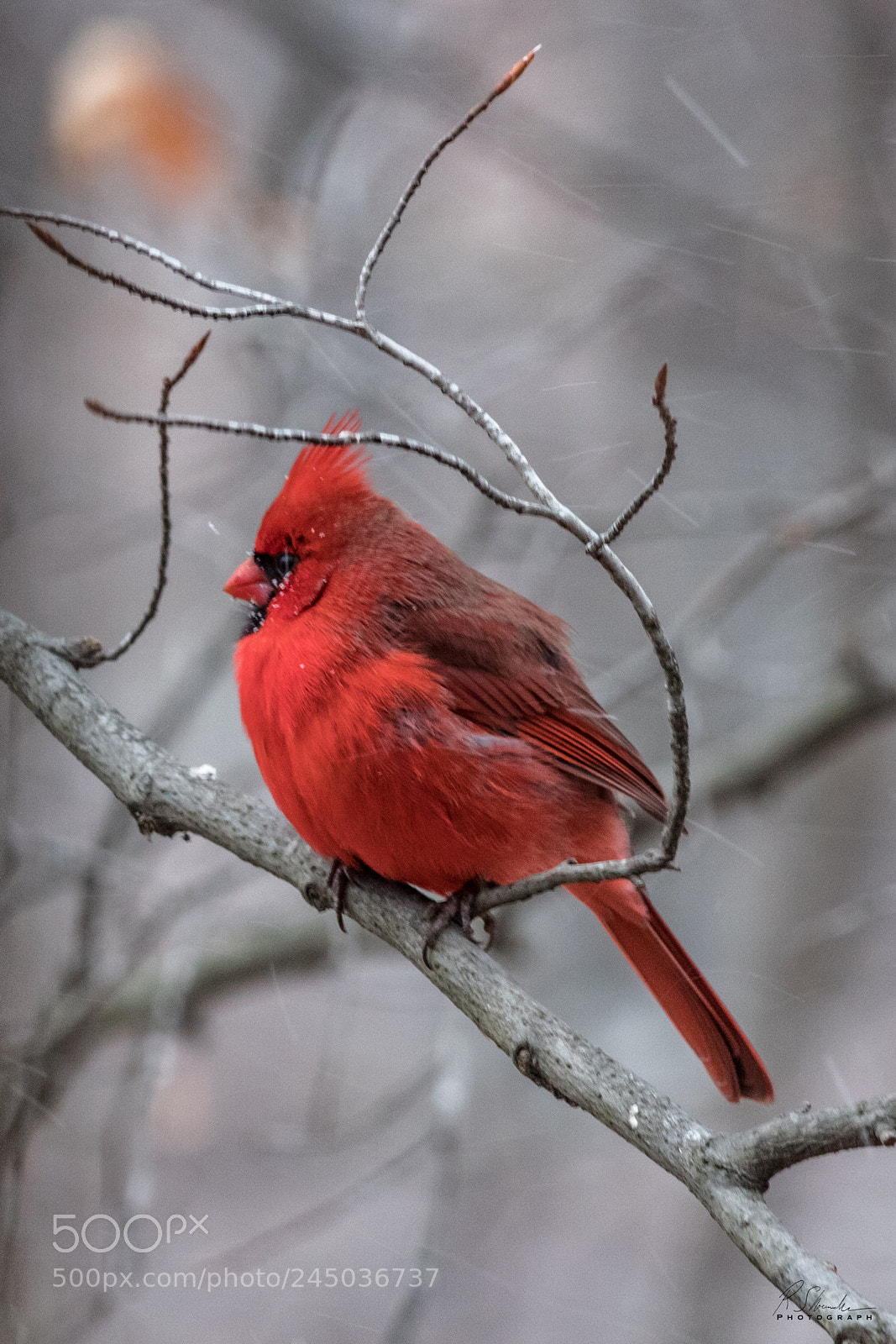 Canon EOS 1300D (EOS Rebel T6 / EOS Kiss X80) sample photo. Cardinal in snow photography