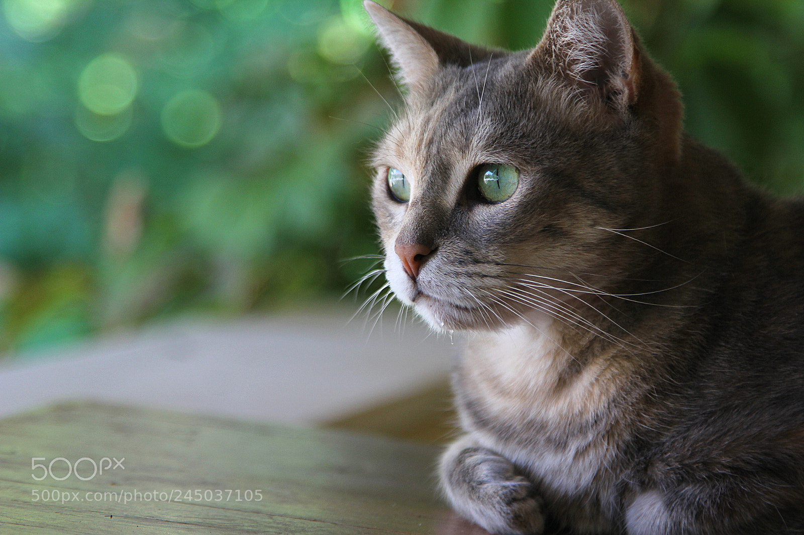 Canon EOS 60D + Canon EF 24-105mm F4L IS USM sample photo. ..attentive.. photography