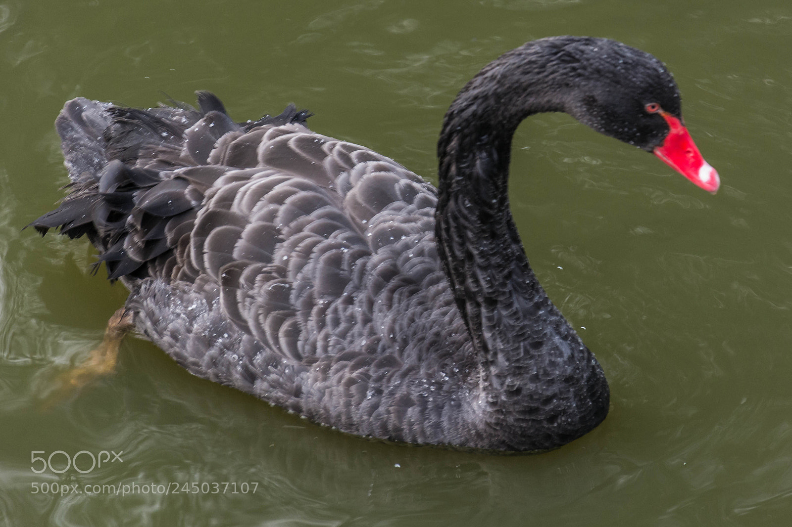 Nikon D5200 sample photo. Black swan photography